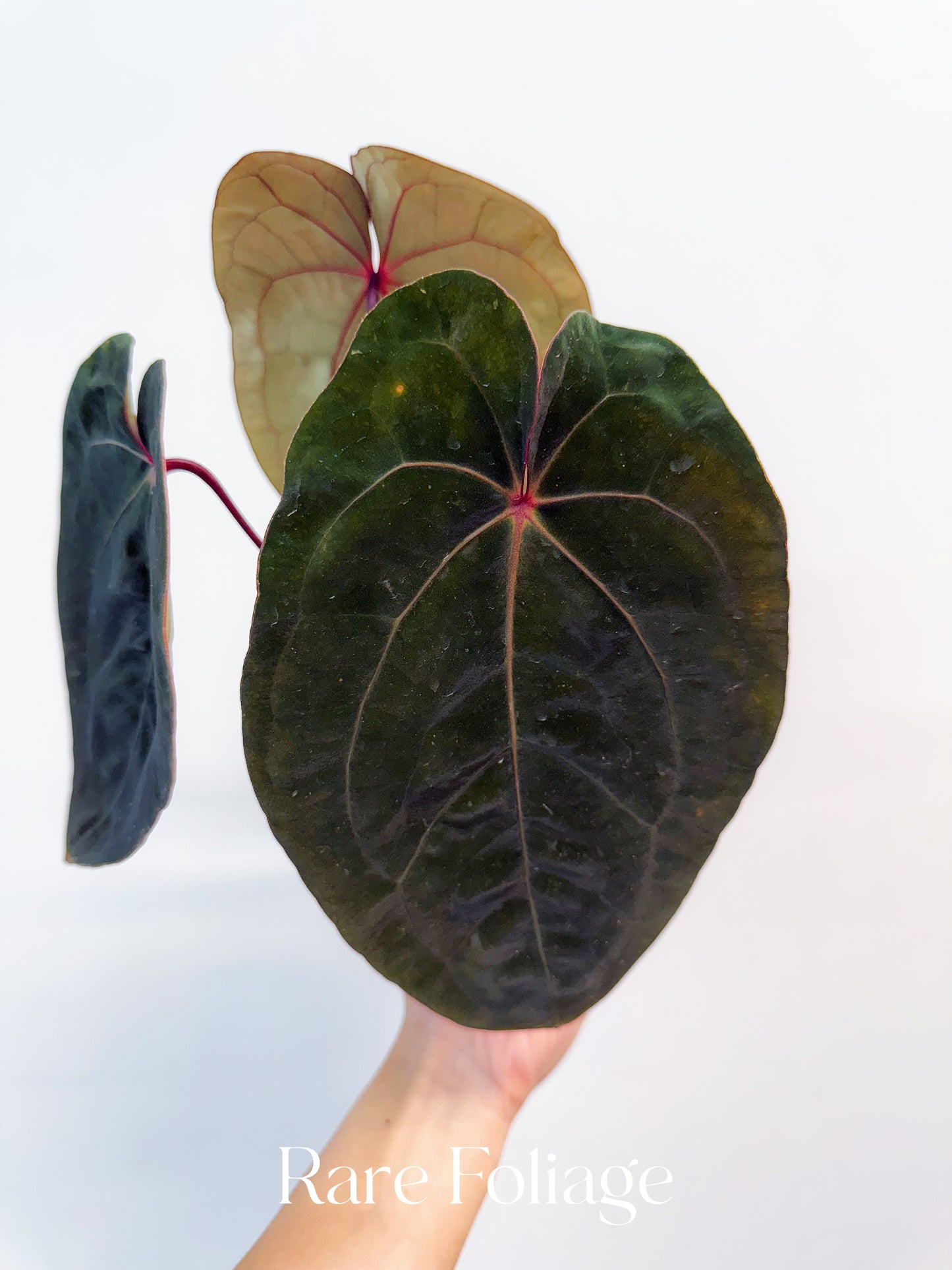 Anthurium Red Spider 4” Exact Plant