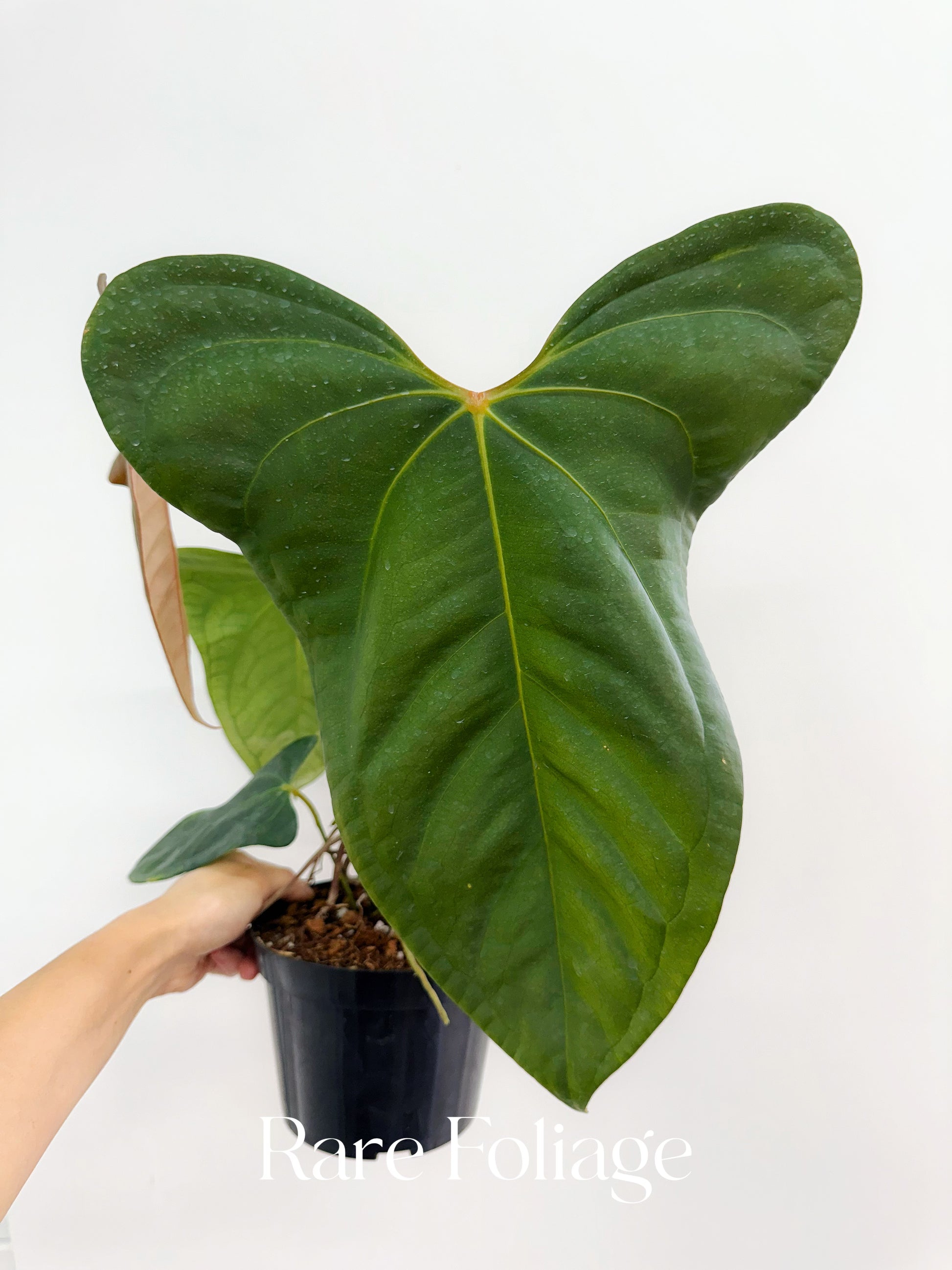 Anthurium Red Supermassive x Subsignatum 6” Exact Plant – Rare Anthurium Red Supermassive x Subsignatum 6” Exact Plant – Rare