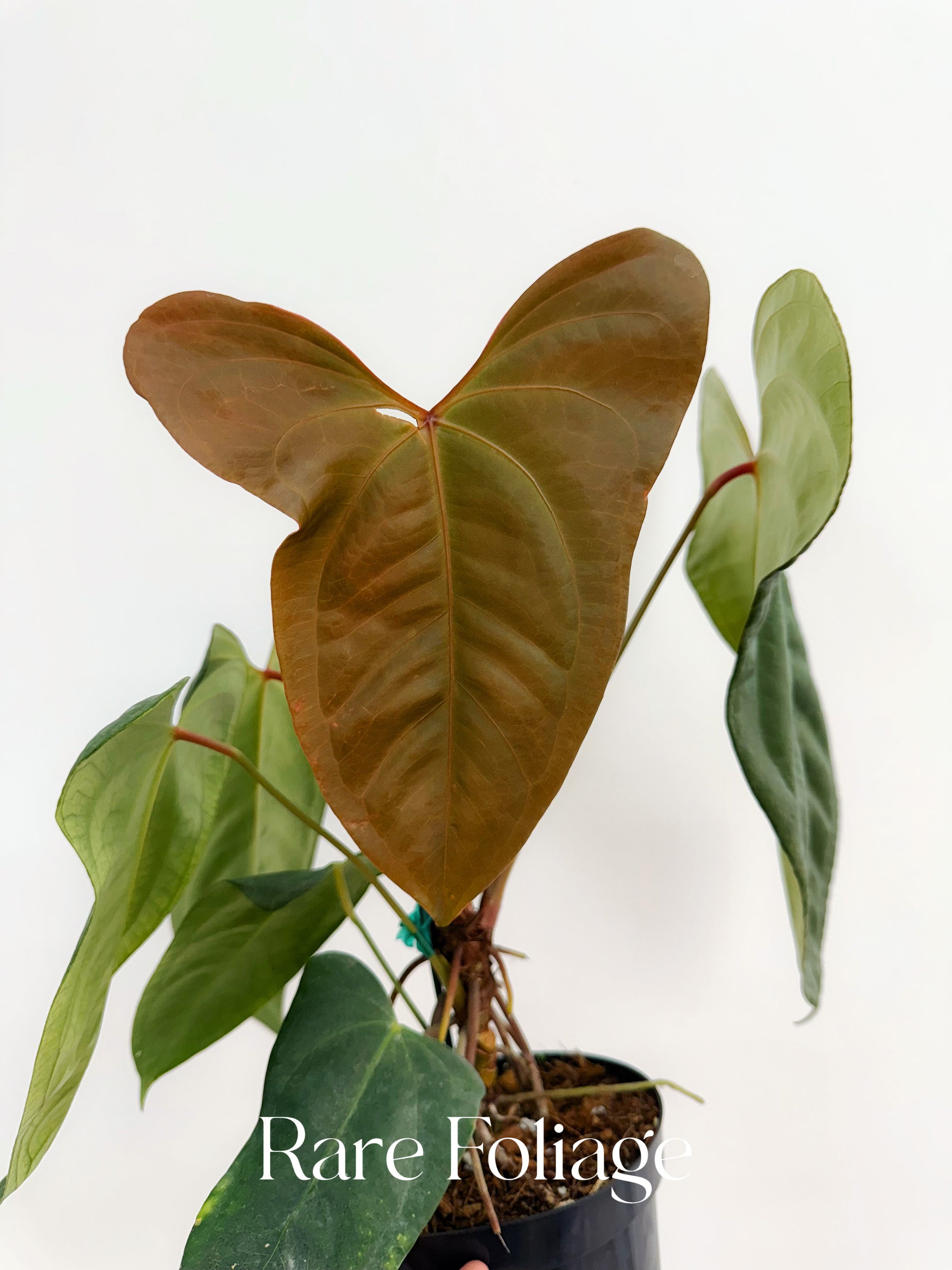 anthurium subhastatum Anthurium Red Supermassive x Subsignatum 6” Exact Plant – Rare Foliage Plant Co
