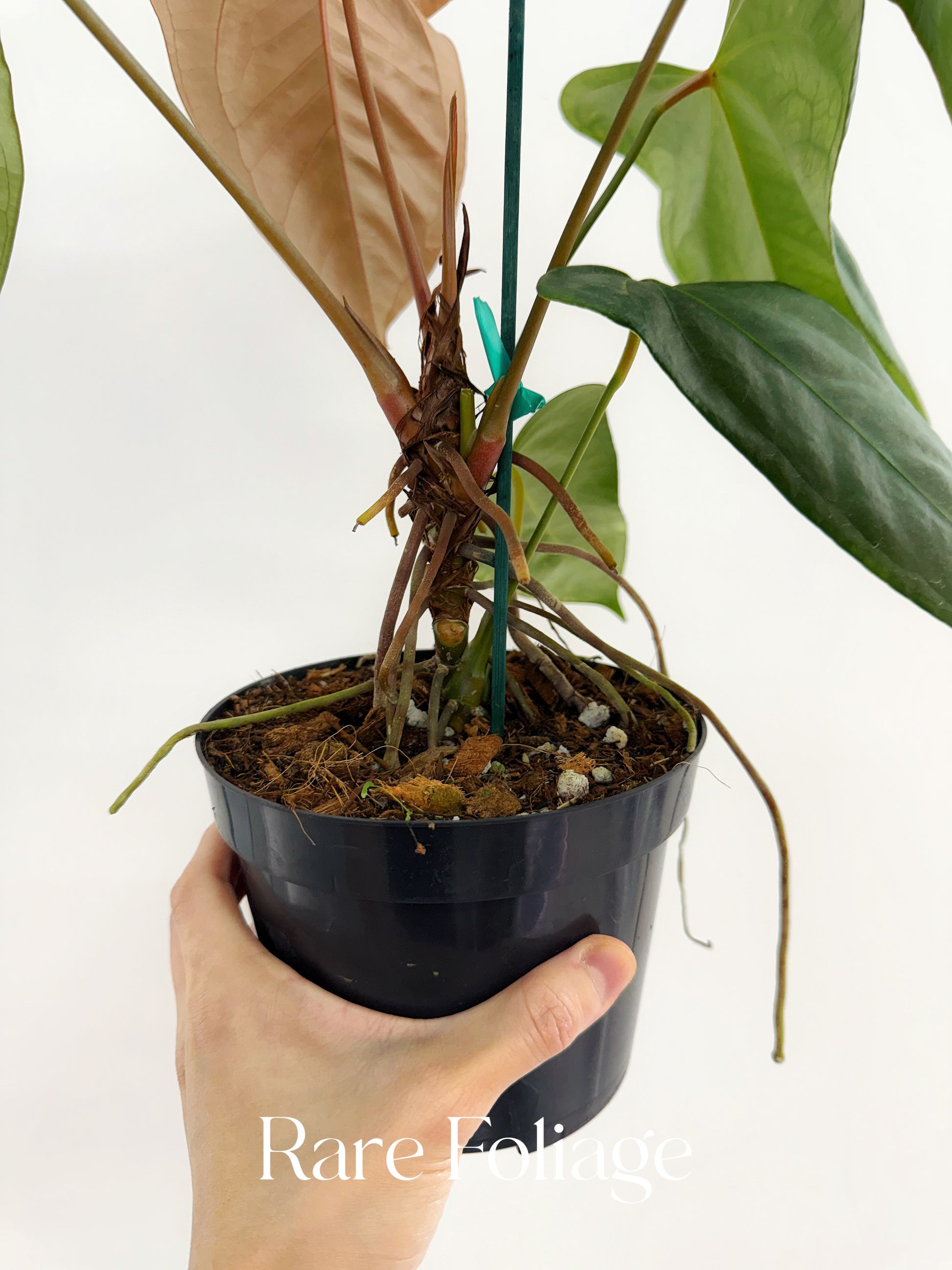 Anthurium Red Supermassive x Subsignatum 6” Exact Plant – Rare Anthurium Red Supermassive x Subsignatum 6” Exact Plant – Rare
