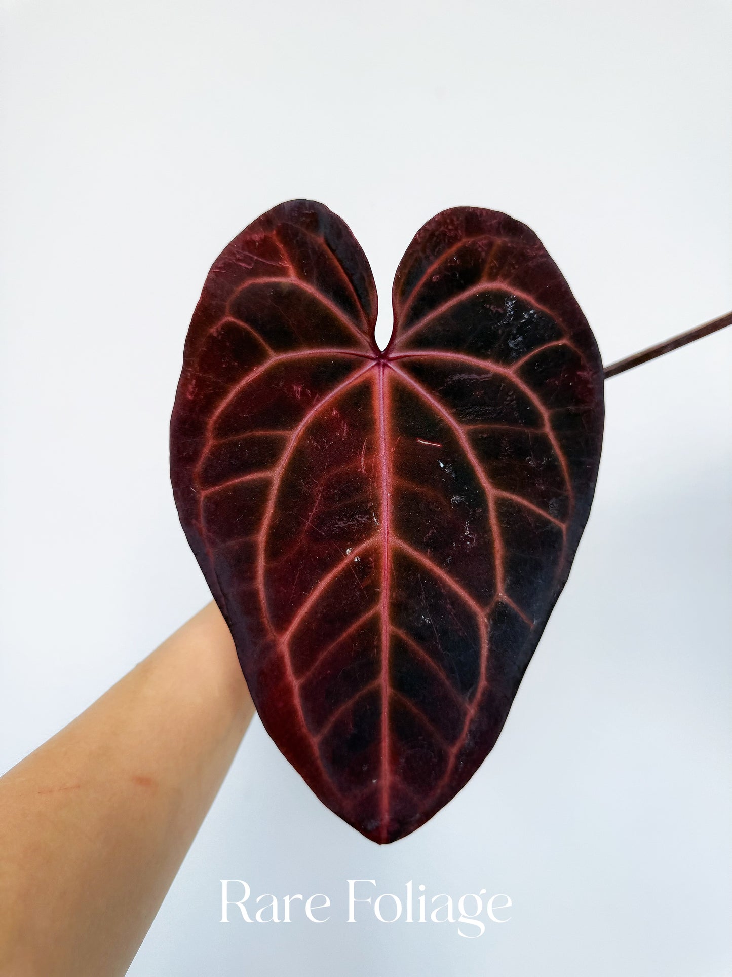 Anthurium Red Velvet Cake x Dark Handsome 4” Exact Plant
