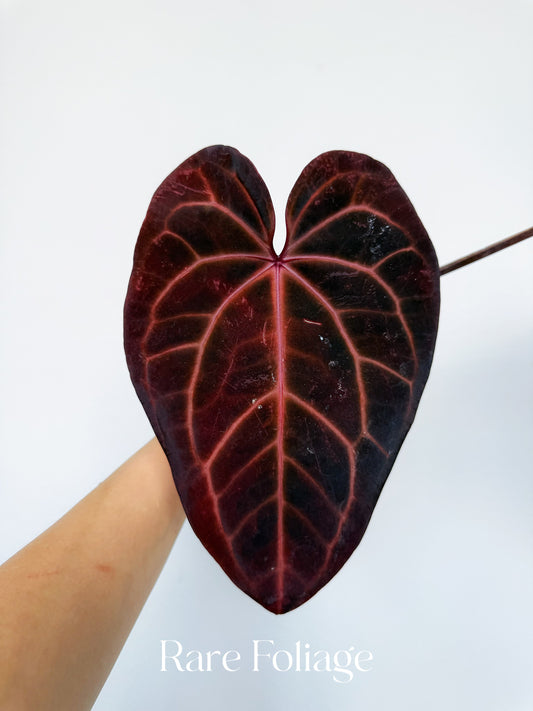 Anthurium Red Velvet Cake x Dark Handsome 4” Exact Plant