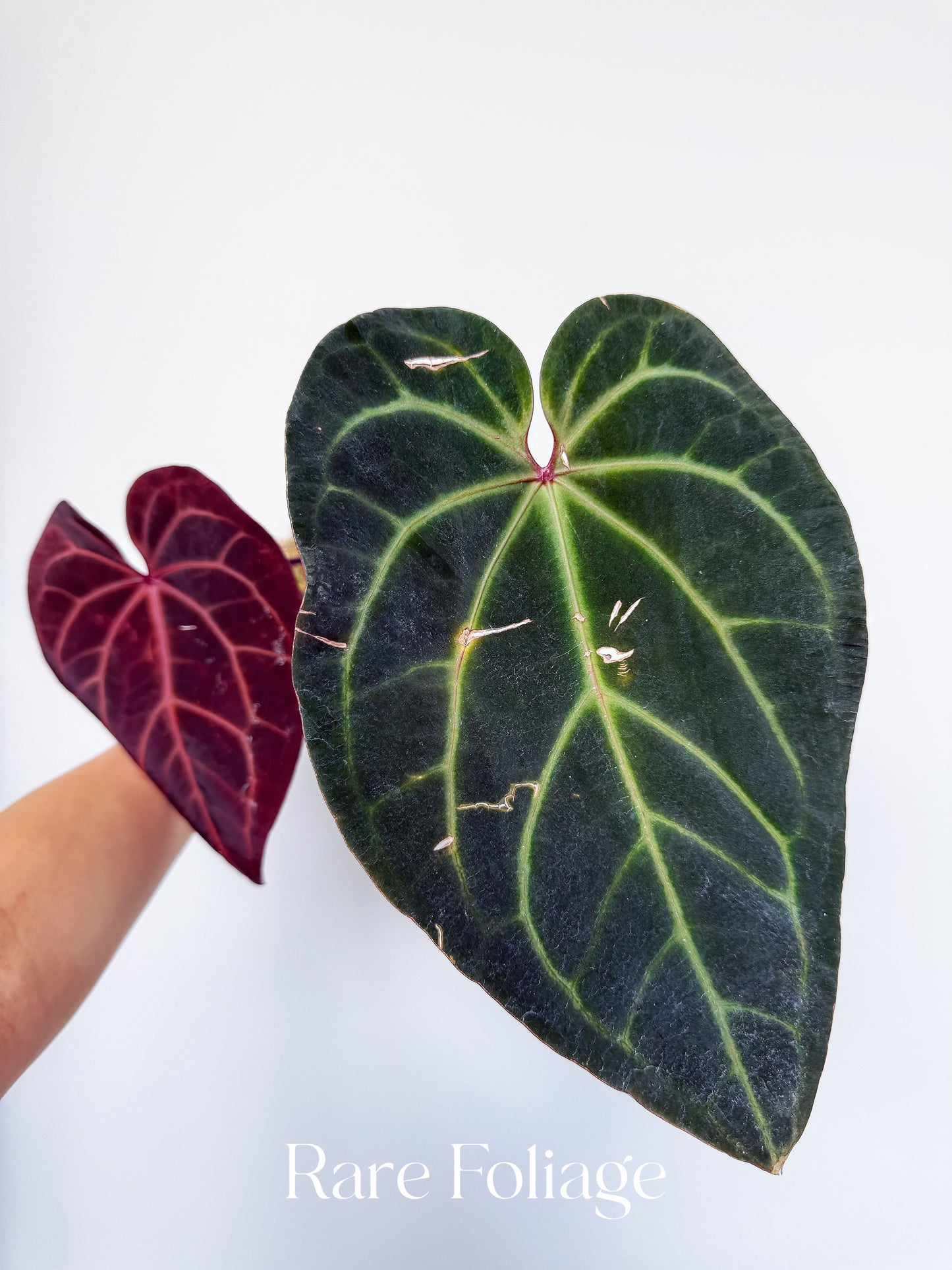 Anthurium Red Velvet Cake x Dark Handsome 4” Exact Plant