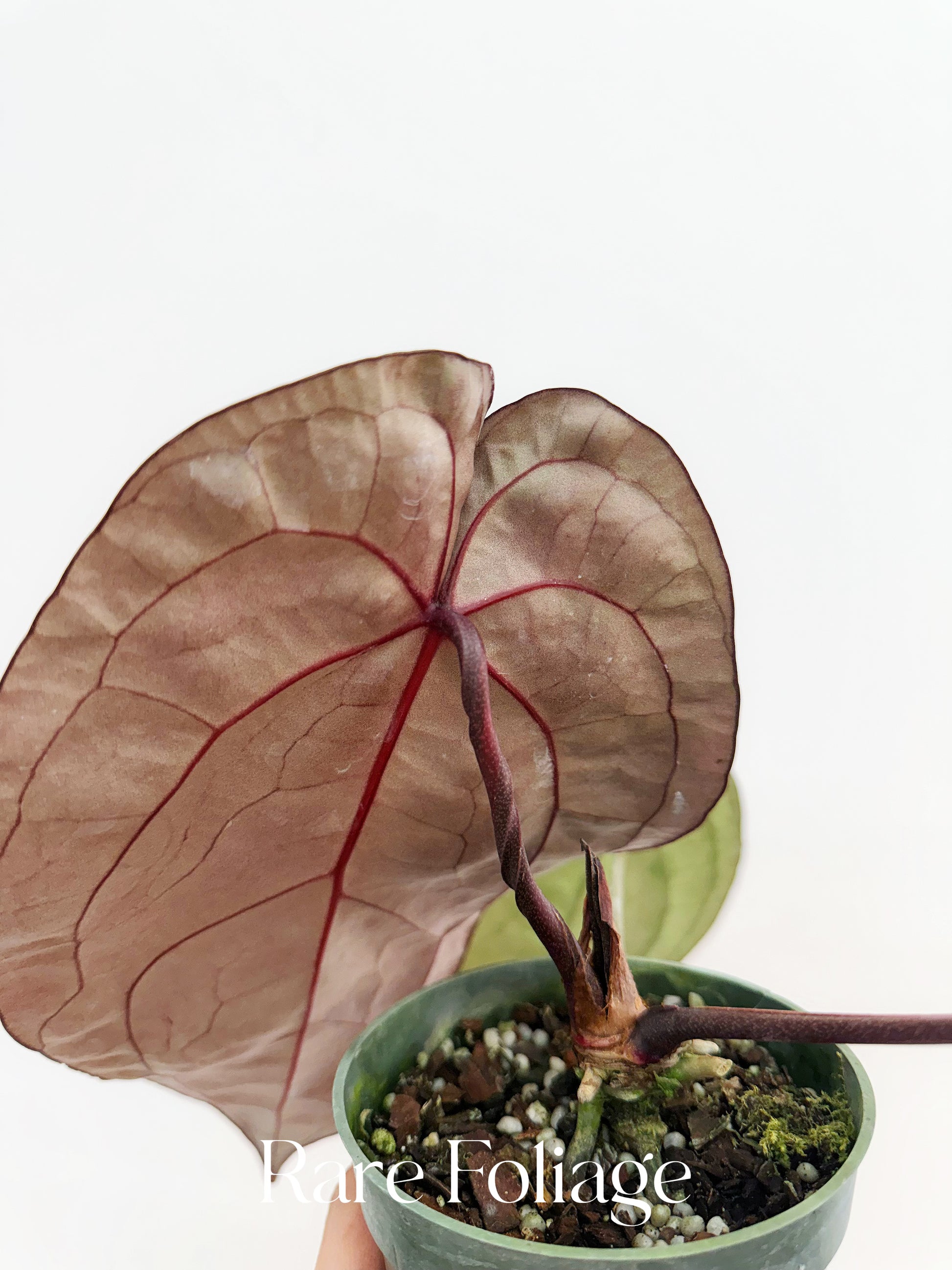 K*C様 アンスリウム　Dark&Handsome × Red Velvet C Anthurium Dark & Handsome '9' x Red Velvet Cake '24' by
