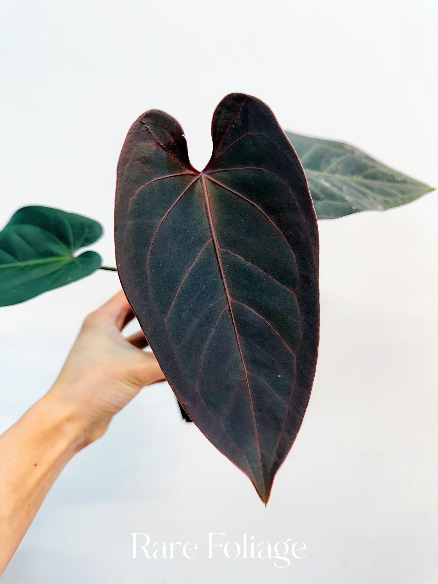 Anthurium Red Velvet Cake x Dark Handsome  4” Exact Plant