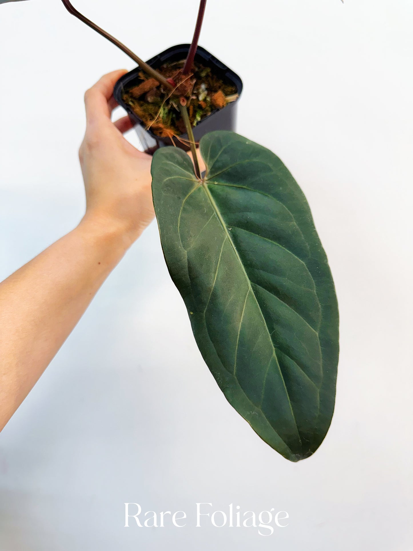 Anthurium Red Velvet Cake x Dark Handsome  4” Exact Plant