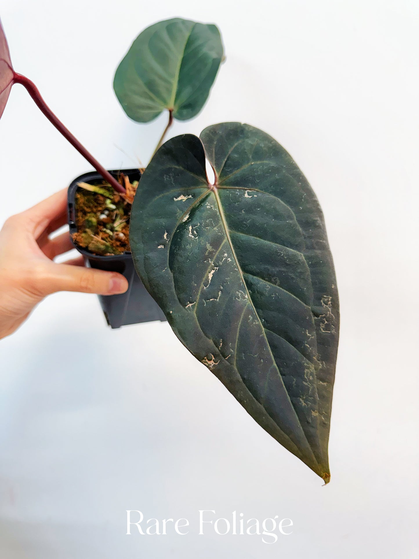 Anthurium Red Velvet Cake x Dark Handsome  4” Exact Plant