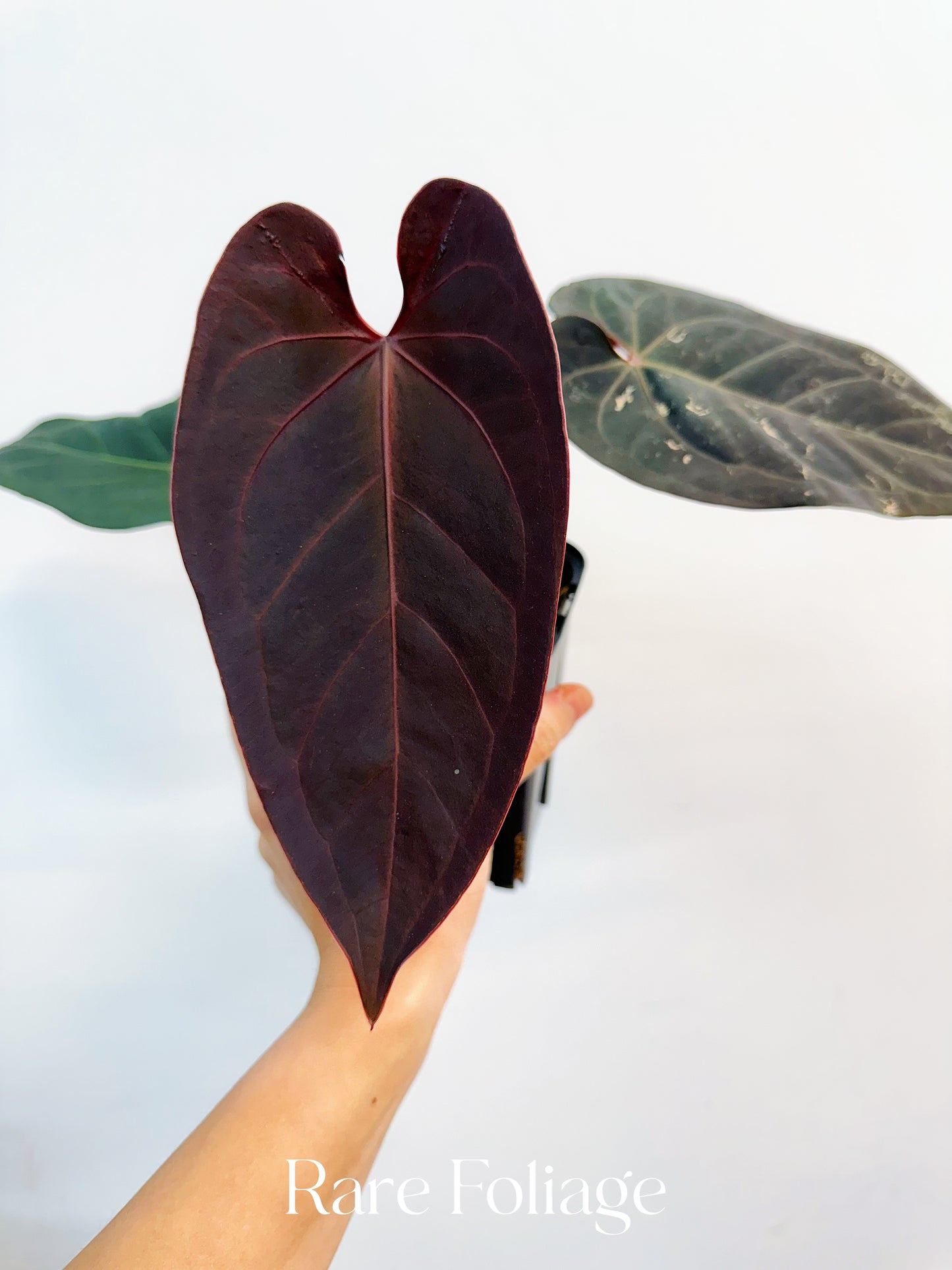 Anthurium Red Velvet Cake x Dark Handsome  4” Exact Plant