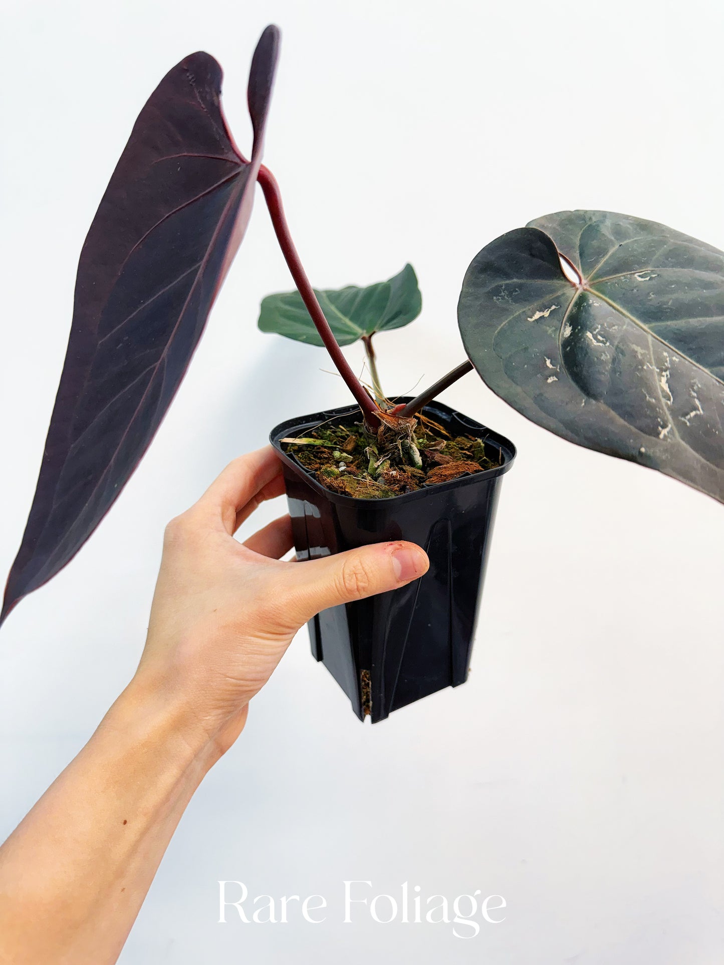 Anthurium Red Velvet Cake x Dark Handsome  4” Exact Plant