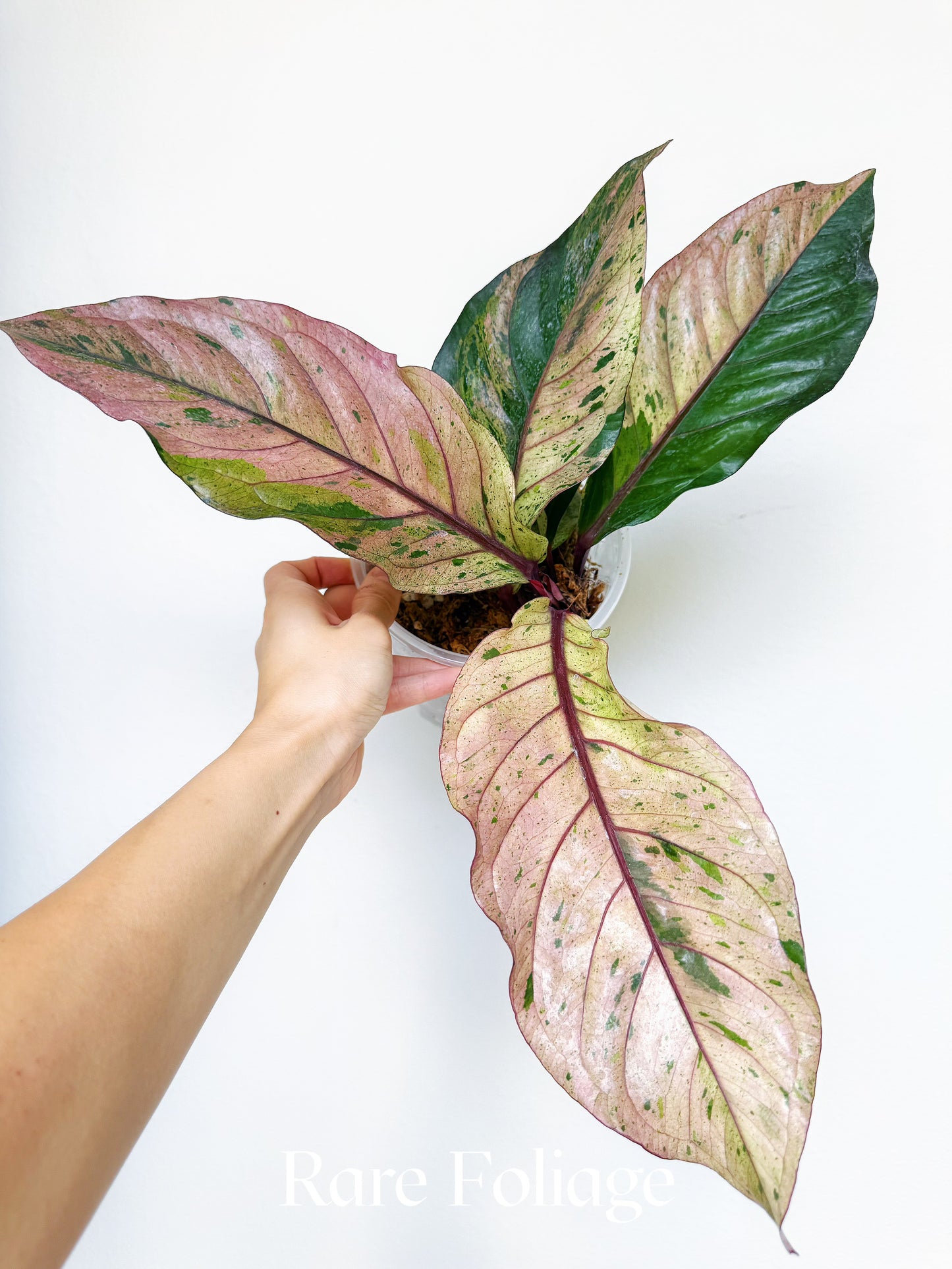 Anthurium Renaissance Pink Variegated 6" Exact Plant