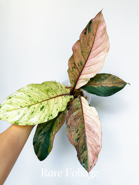 Anthurium Renaissance Pink Variegated 6" Exact Plant