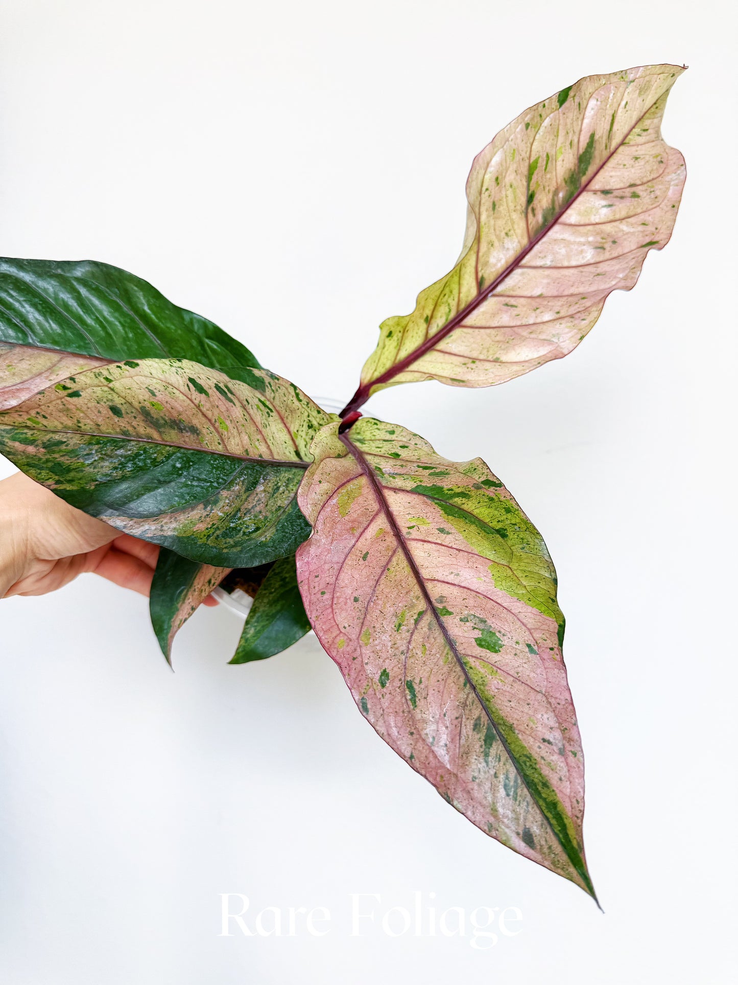 Anthurium Renaissance Pink Variegated 6" Exact Plant