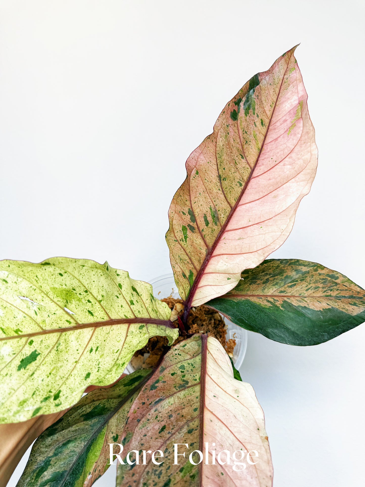 Anthurium Renaissance Pink Variegated 6" Exact Plant