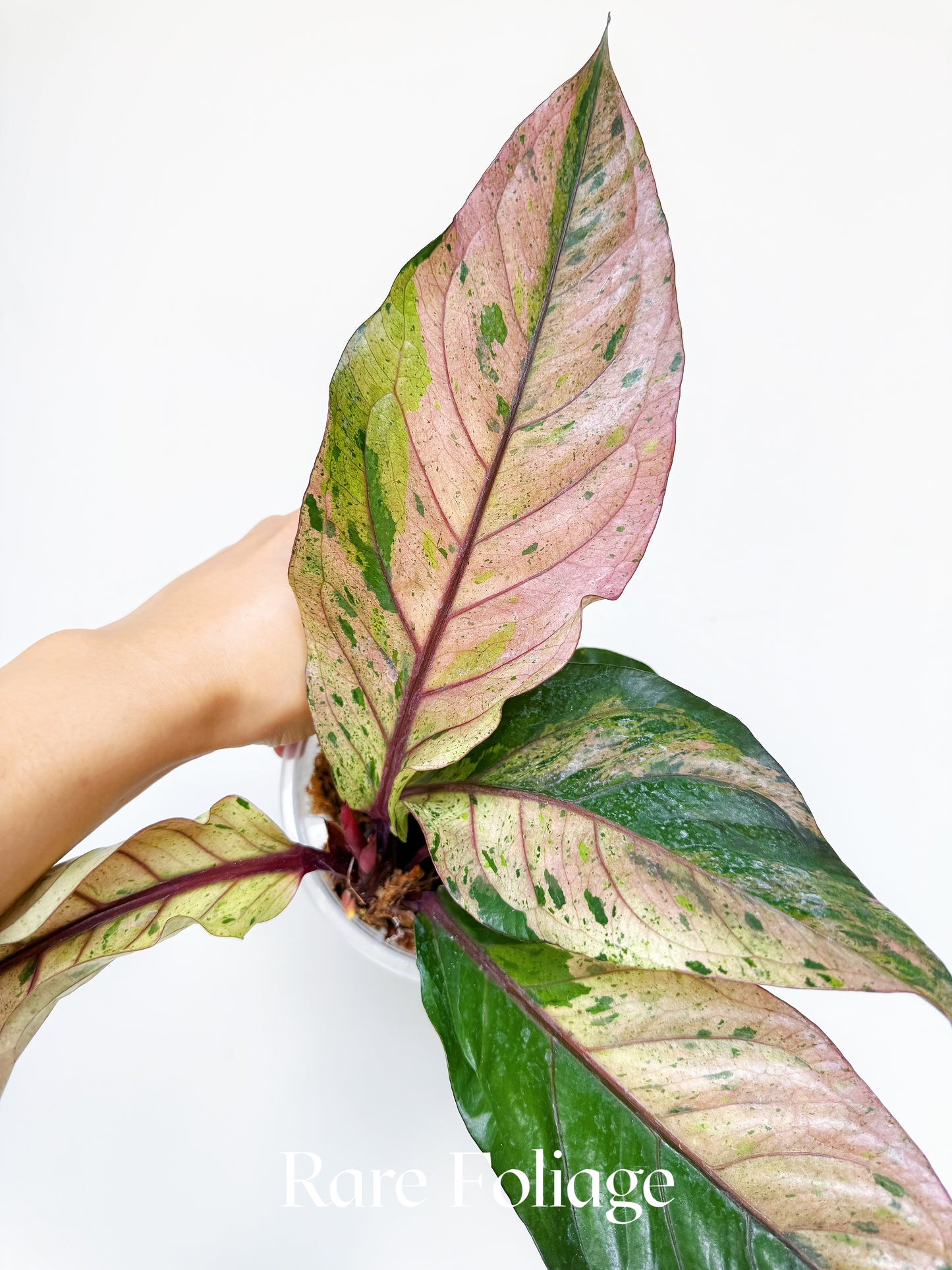 Anthurium Renaissance Pink Variegated 6" Exact Plant