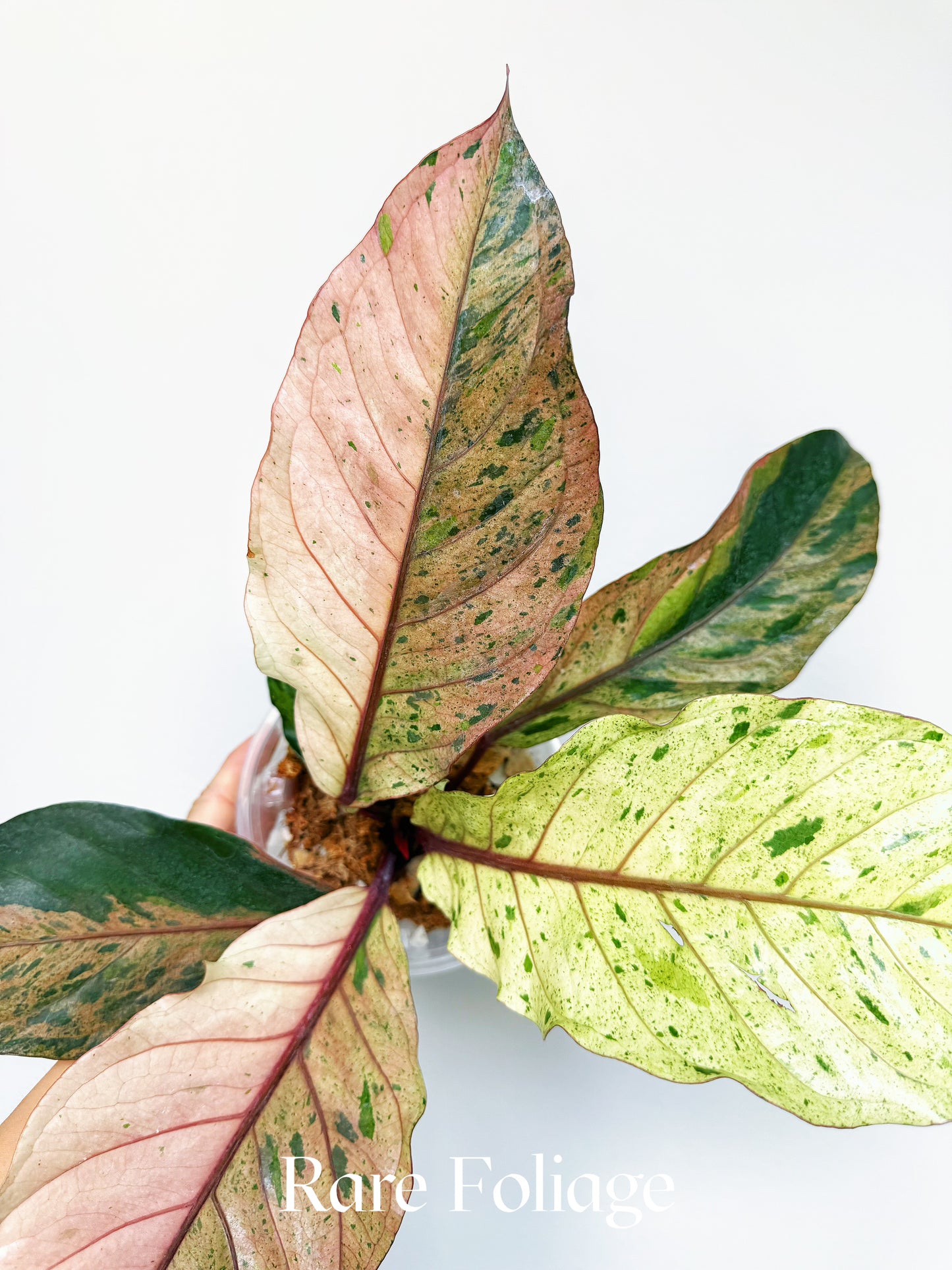 Anthurium Renaissance Pink Variegated 6" Exact Plant