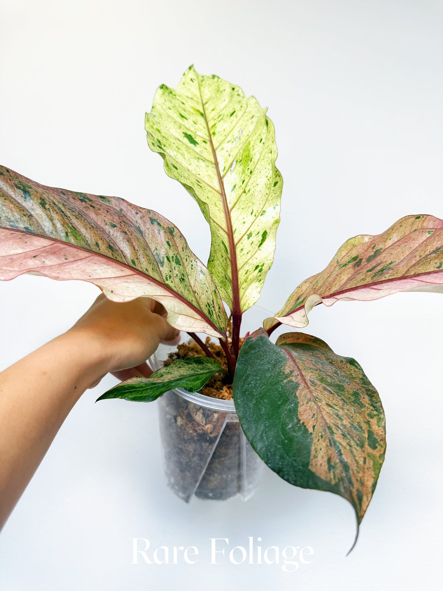 Anthurium Renaissance Pink Variegated 6" Exact Plant