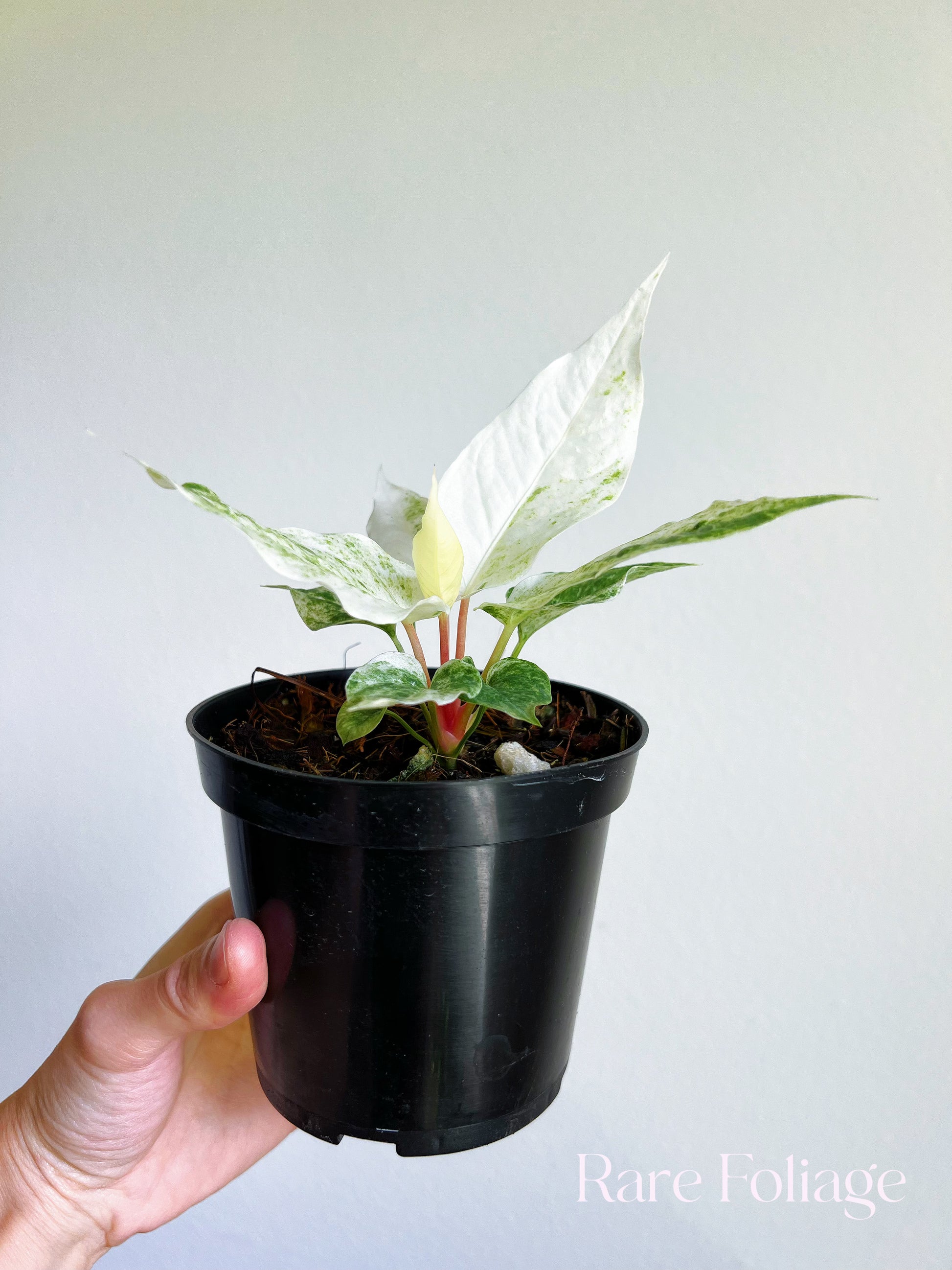 anthurium hookeri variegated Anthurium Hookeri Variegated 4" – Rare Foliage Plant Co