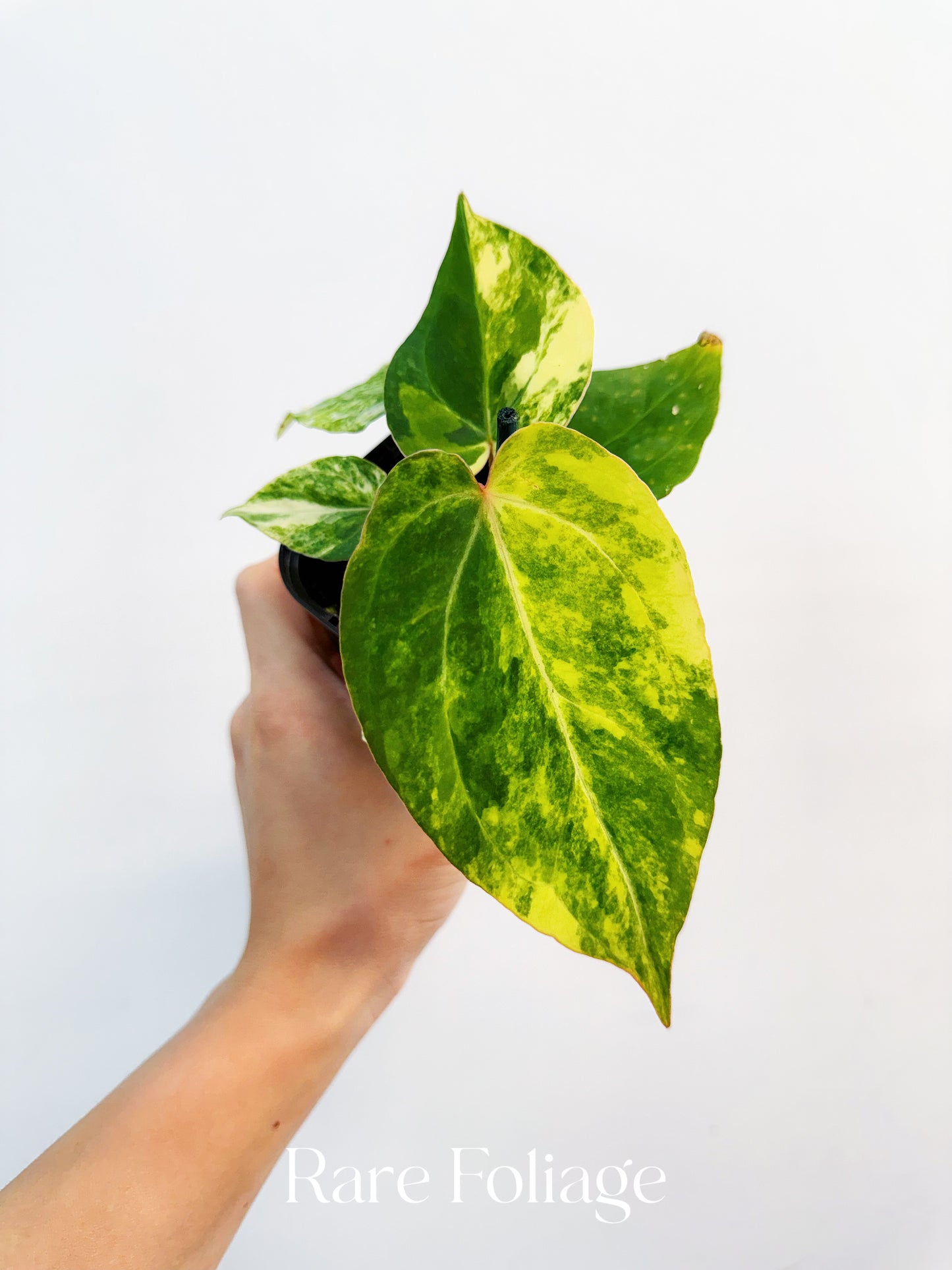 Anthurium Rusty Long x Tezula Red Crystallinum Variegated 3” Exact Plant