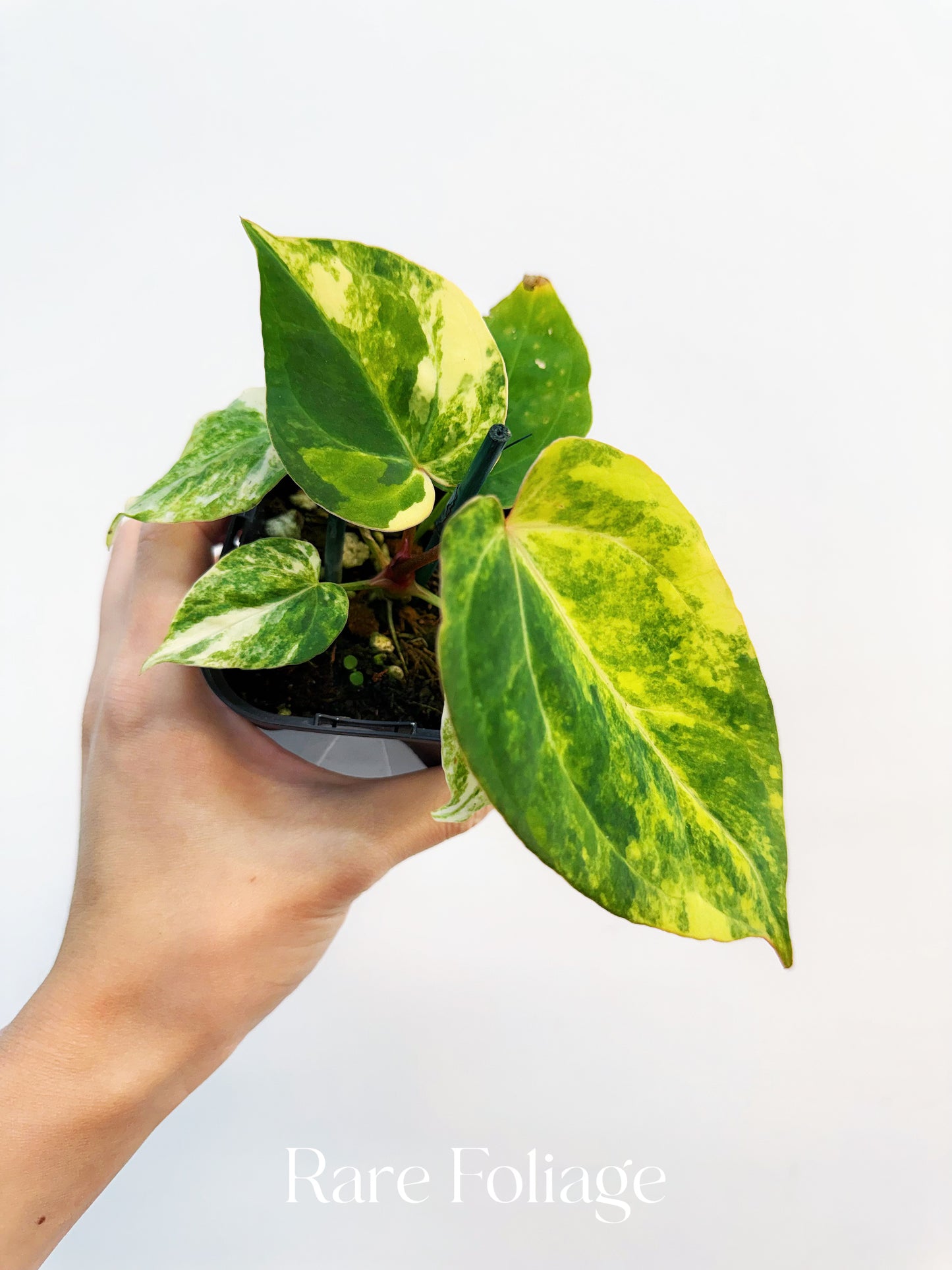 Anthurium Rusty Long x Tezula Red Crystallinum Variegated 3” Exact Plant