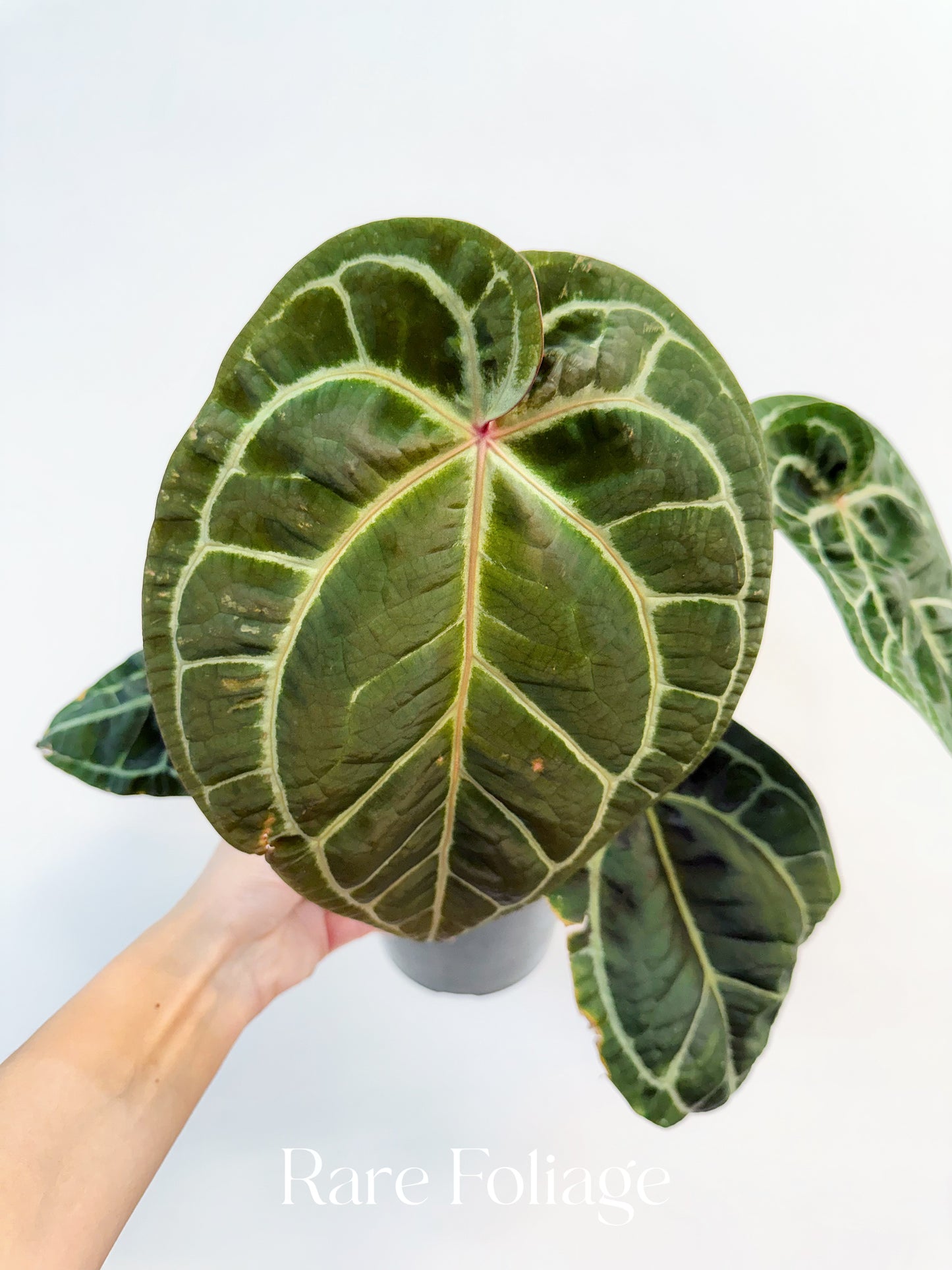 Anthurium SKG Red Crystallinum 6”