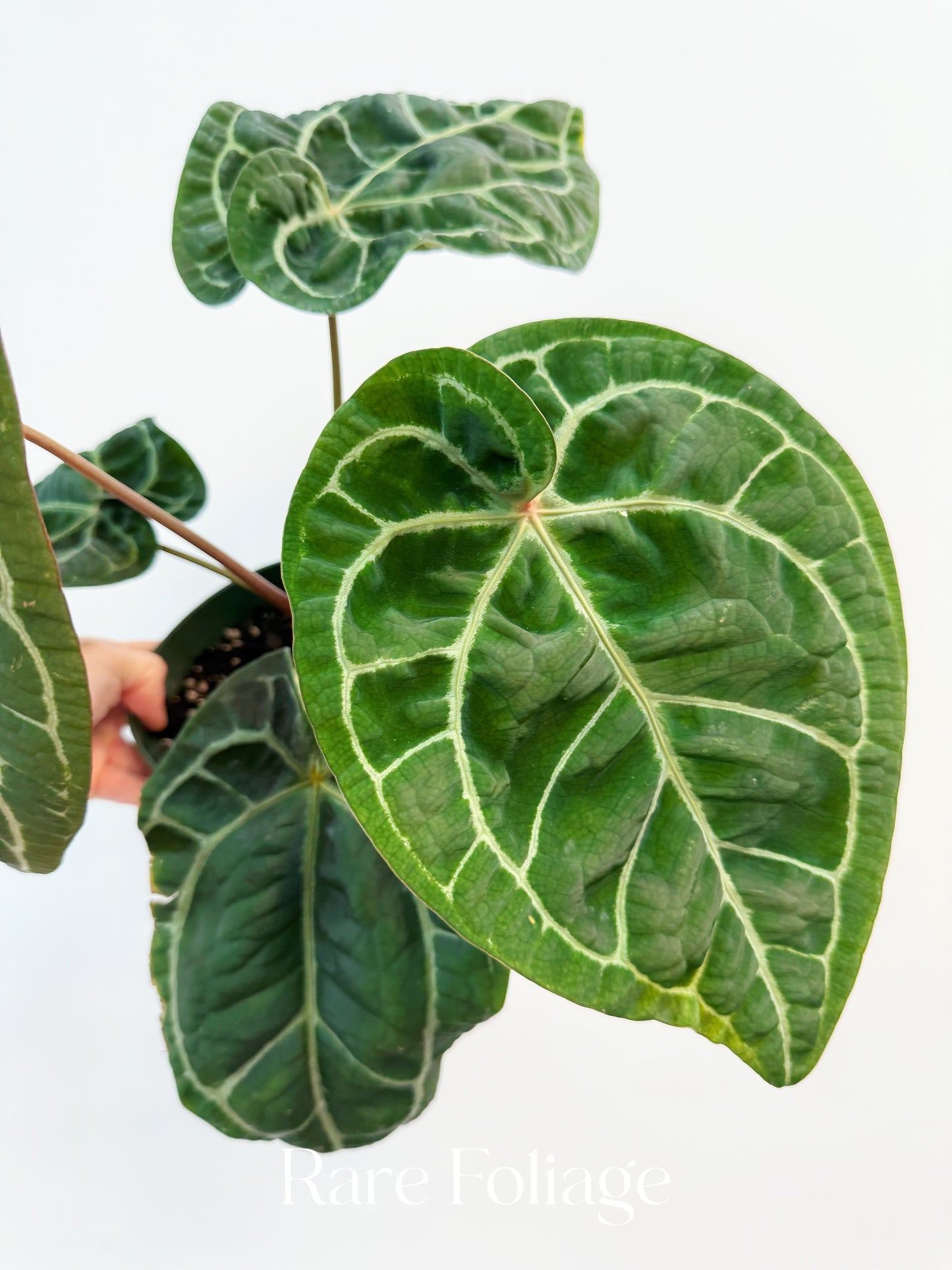 Anthurium SKG Red Crystallinum 6”