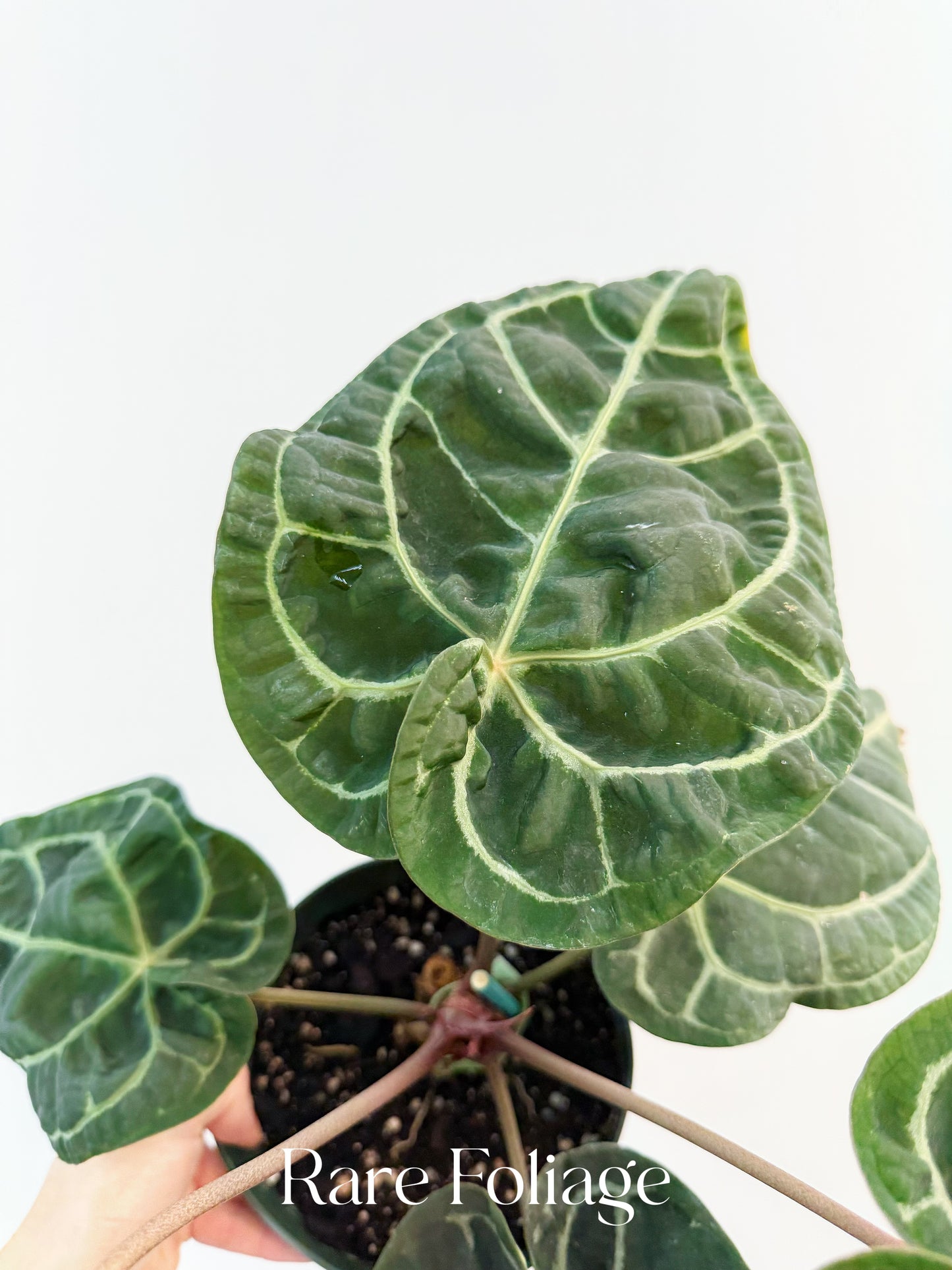 Anthurium SKG Red Crystallinum 6”