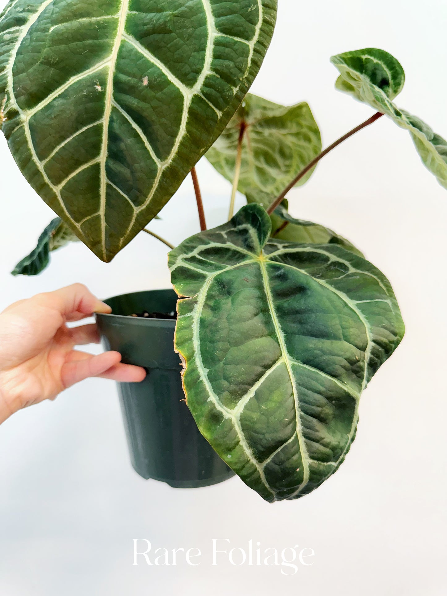 Anthurium SKG Red Crystallinum 6”