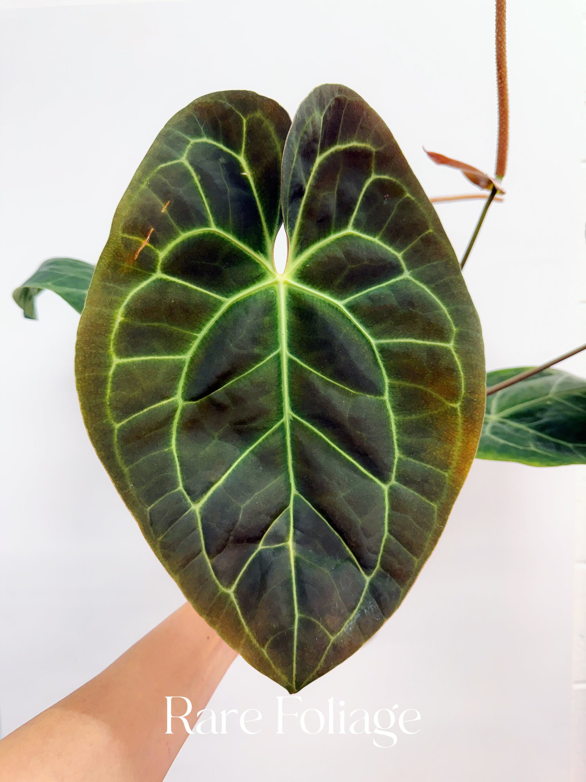 anthurium savannah Anthurium Sam's Dream 6” Extra Large Exact Plant – Rare Foliage Plant Co