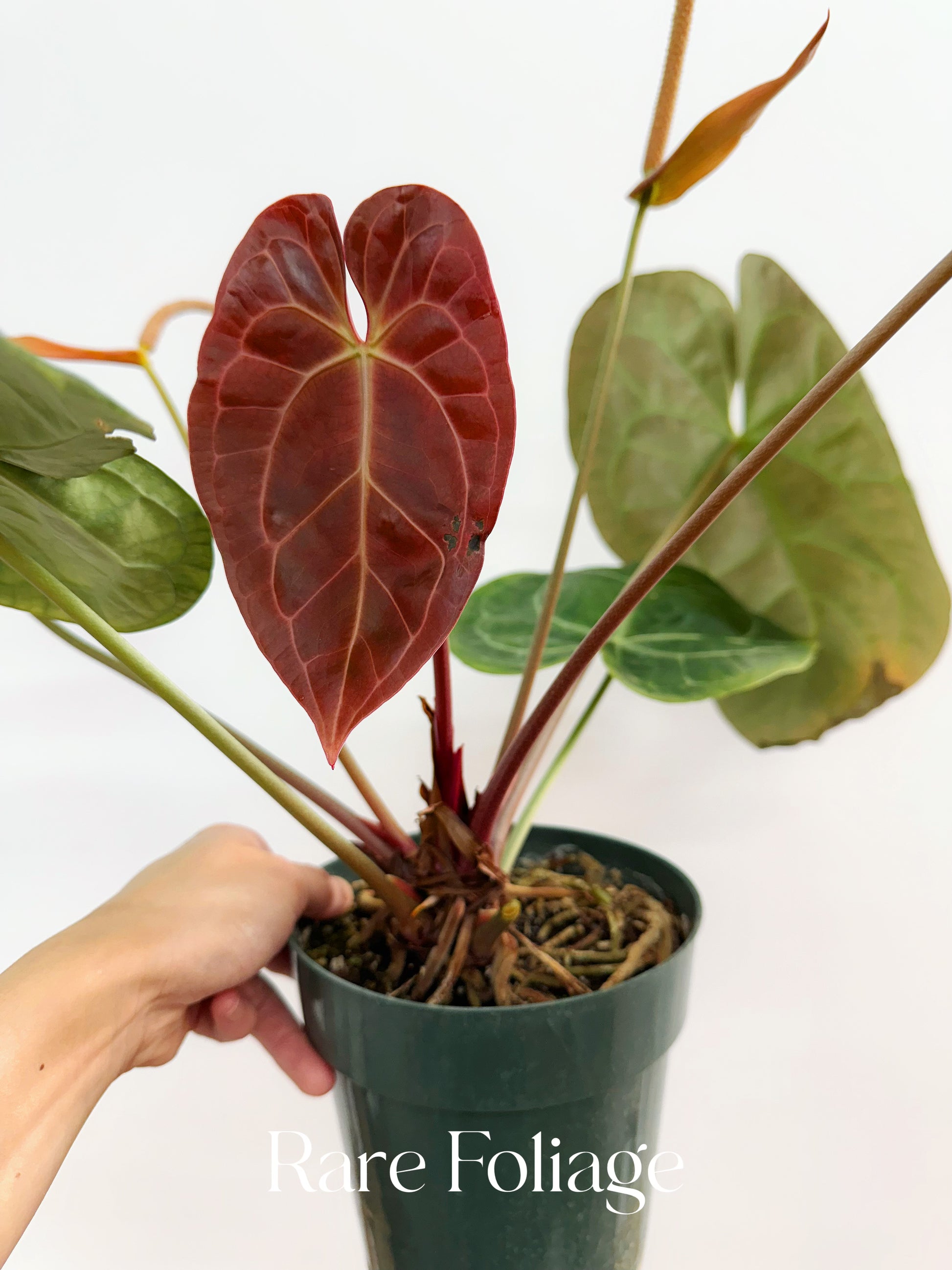 anthurium luxury dreams Anthurium Sam's Dream 6” Extra Large Exact Plant – Rare Foliage Plant Co