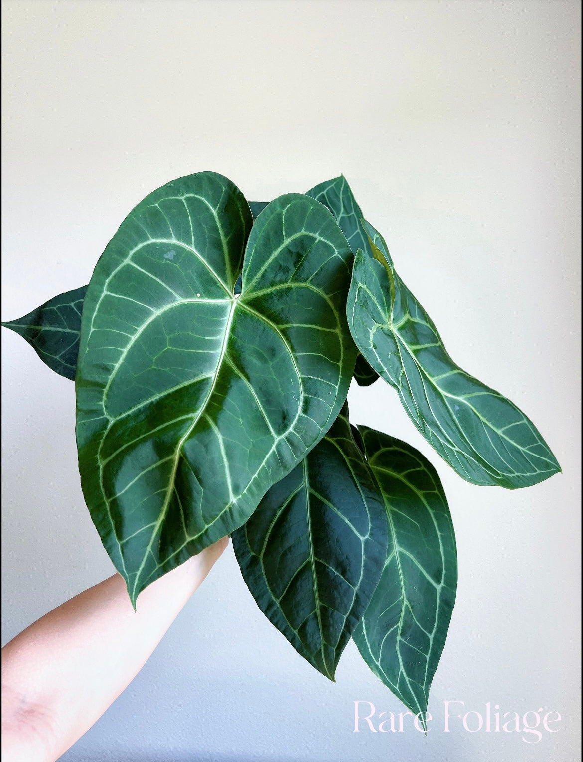 Anthurium Sam’s Dream 6” Extra Large Plant