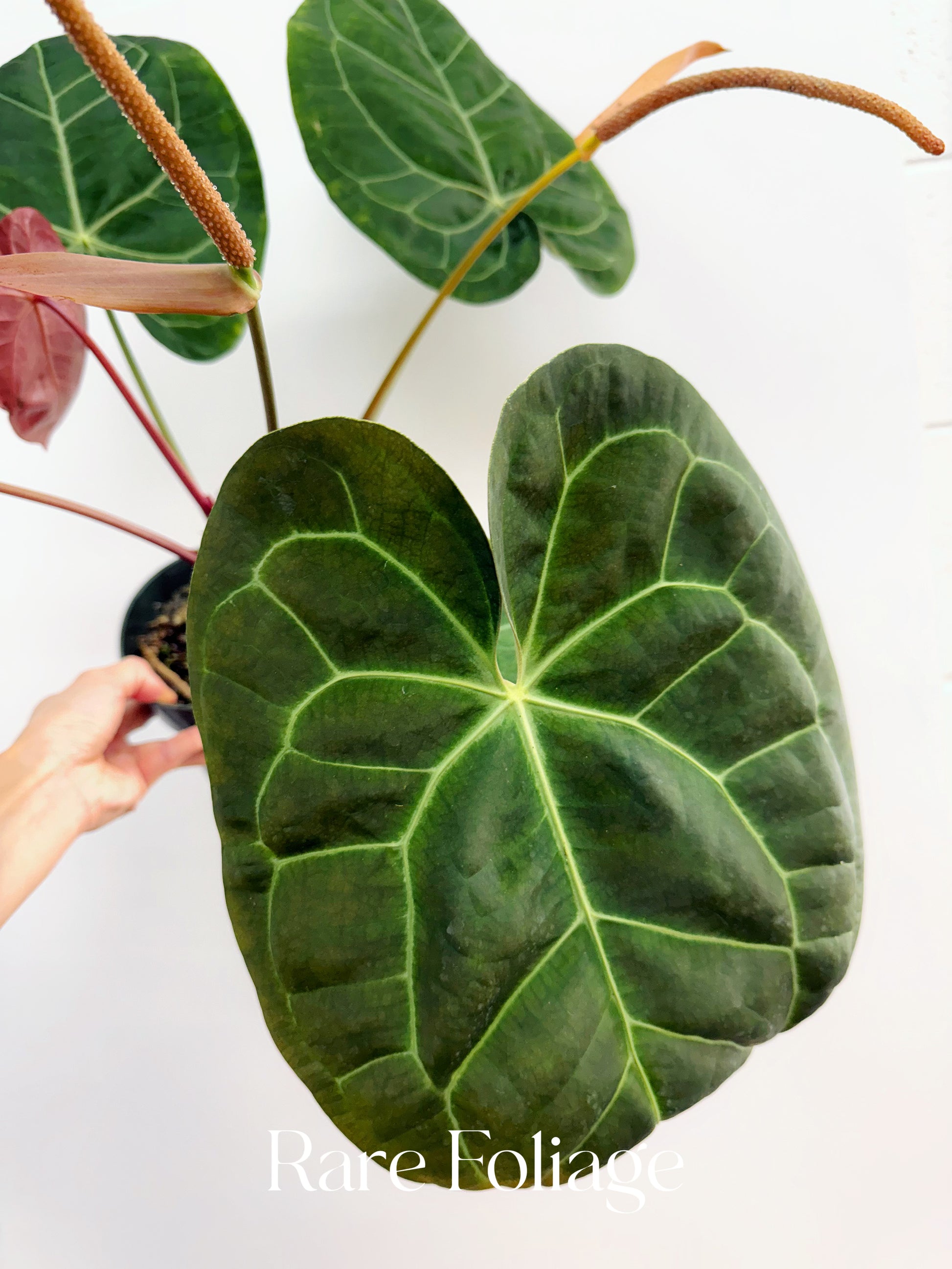 anthurium sam's dream Anthurium Sam’s Dream 6” Extra Large Exact Plant