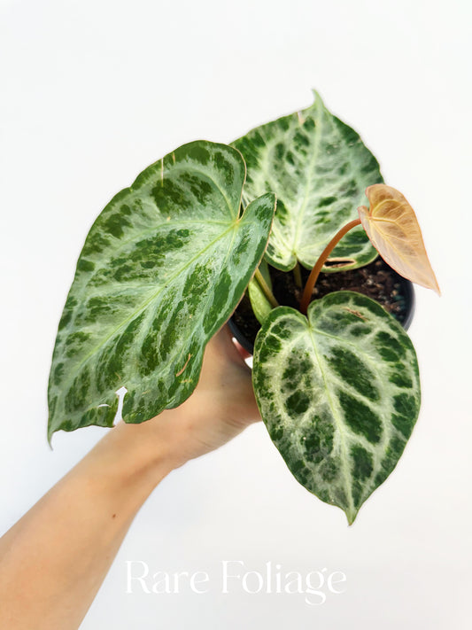 Anthurium Silver Blush Mint Variegated 4"
