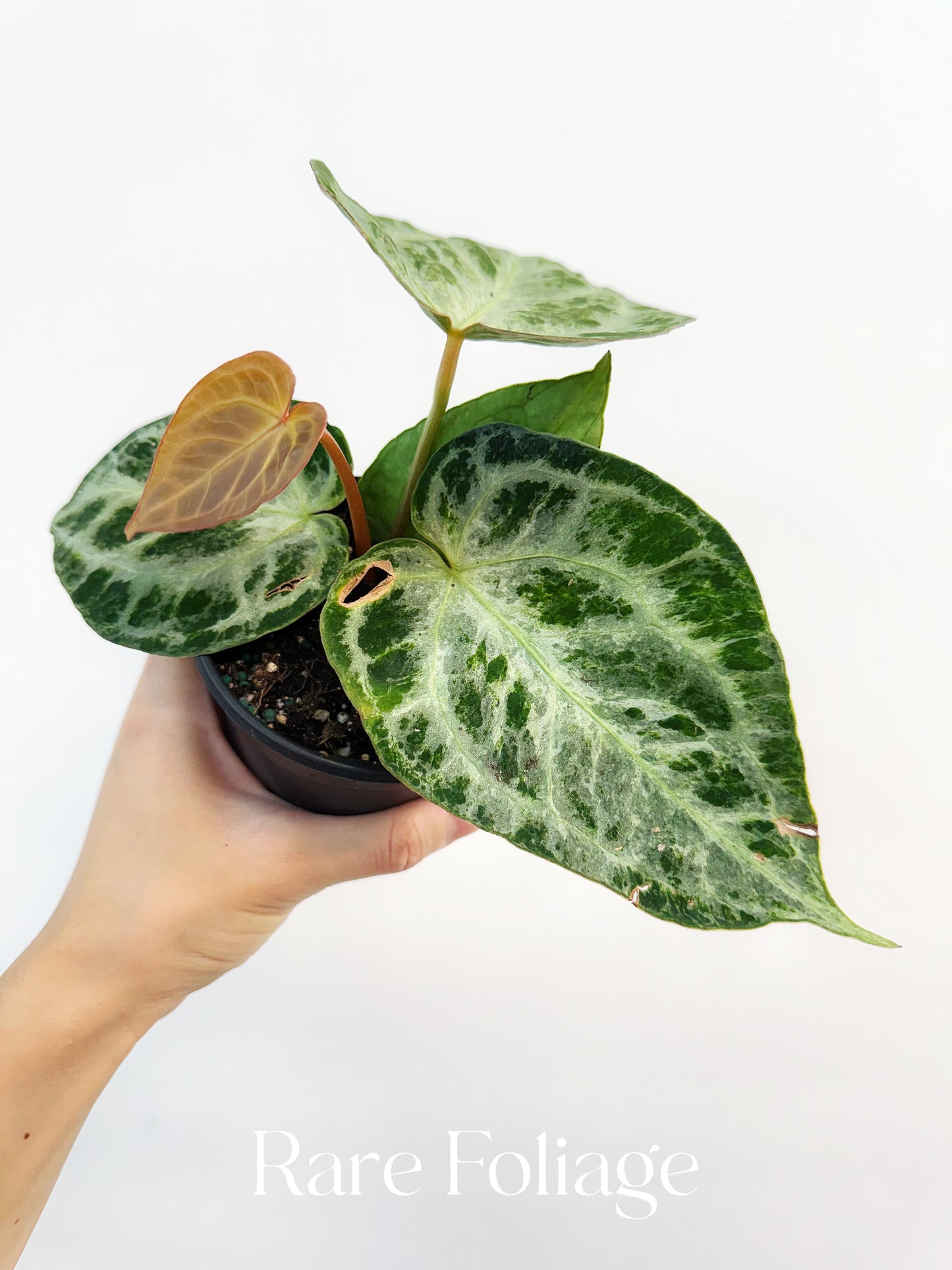 Anthurium Silver Blush Mint Variegated 4"