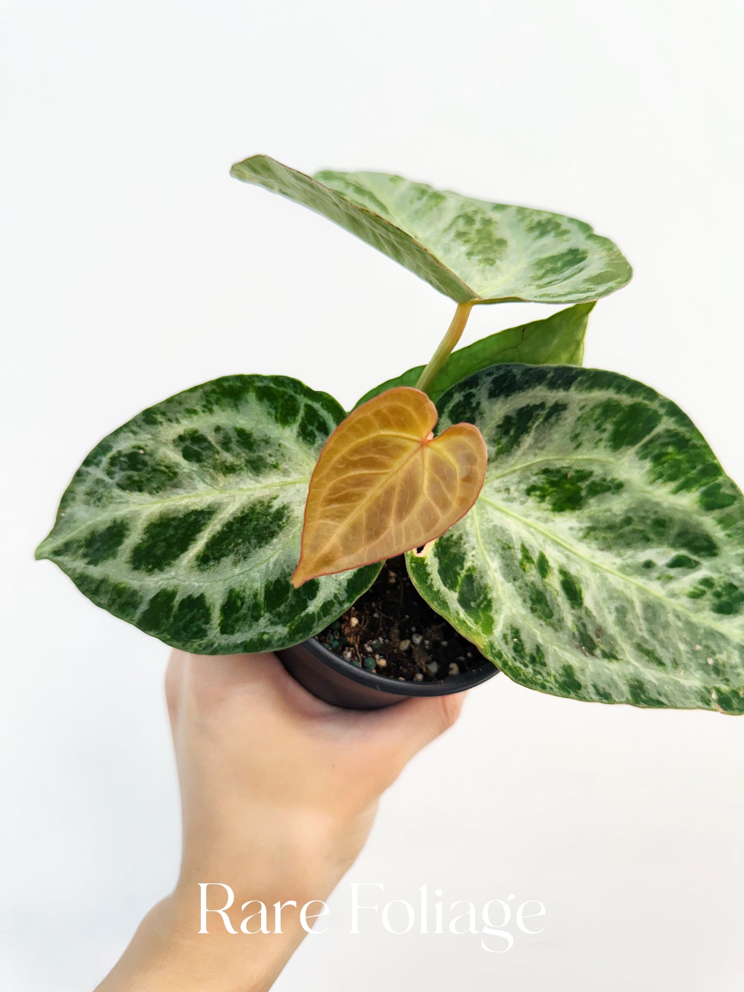 Anthurium Silver Blush Mint Variegated 4"