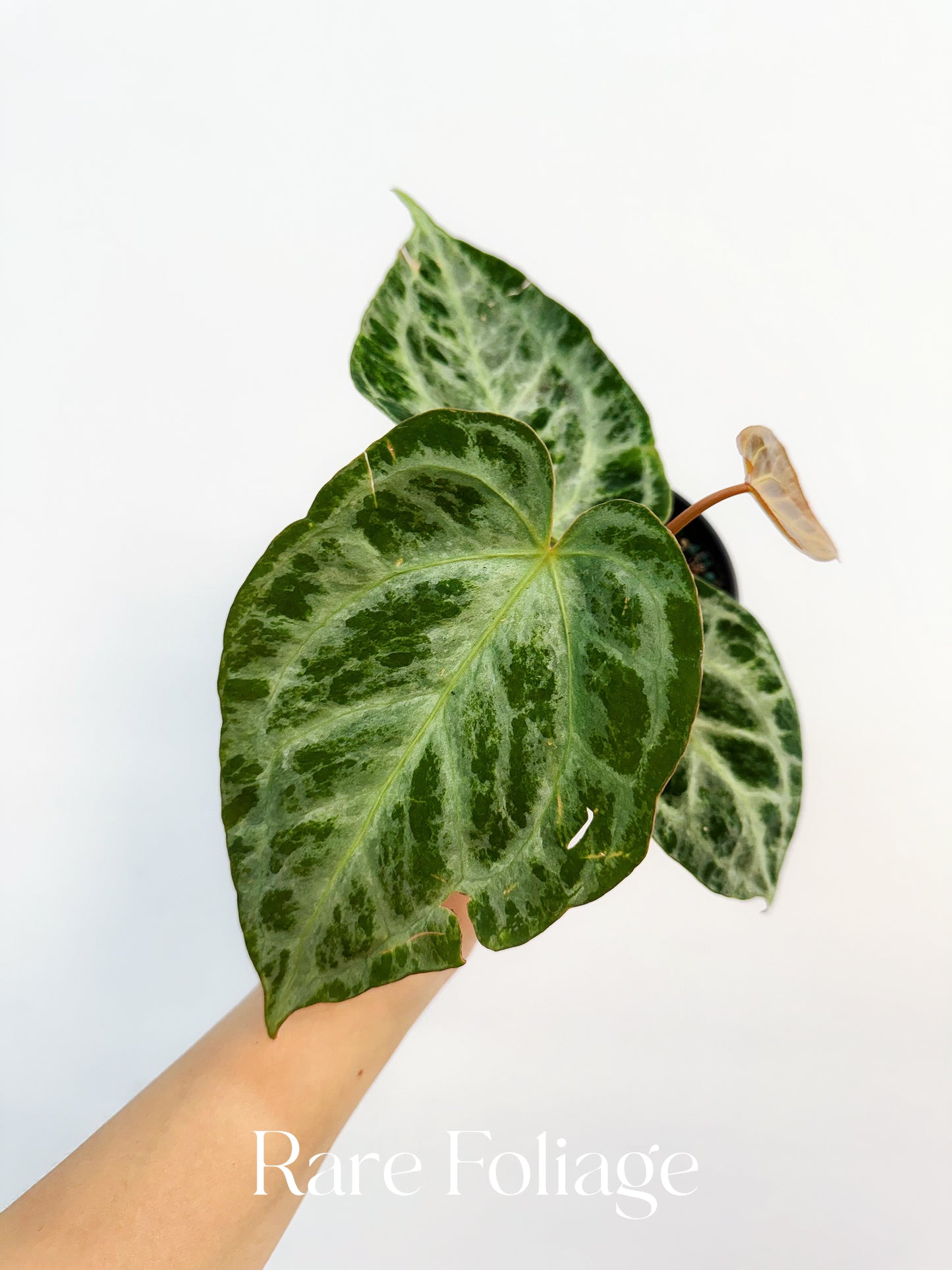 Anthurium Silver Blush Mint Variegated 4"