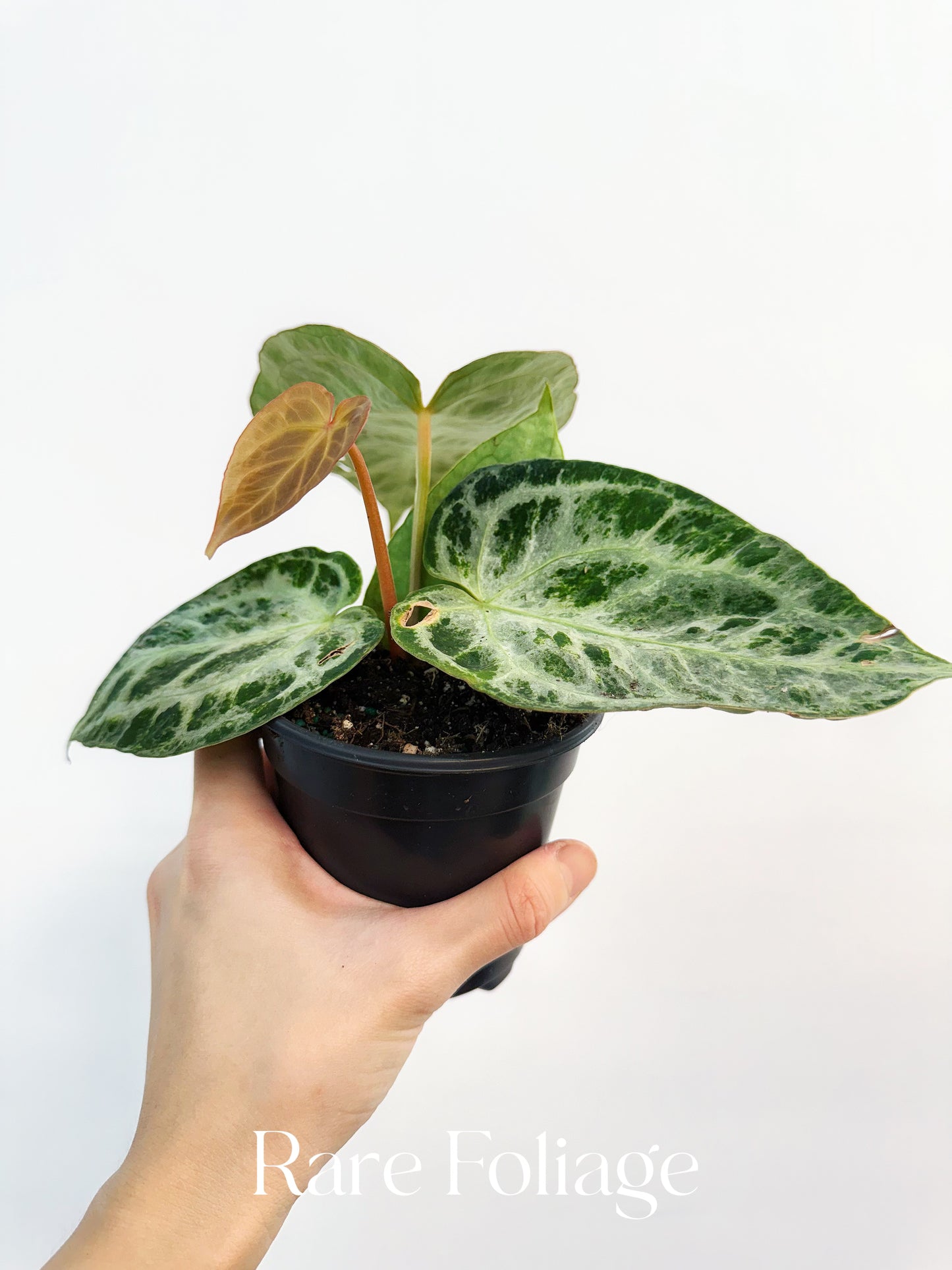 Anthurium Silver Blush Mint Variegated 4"