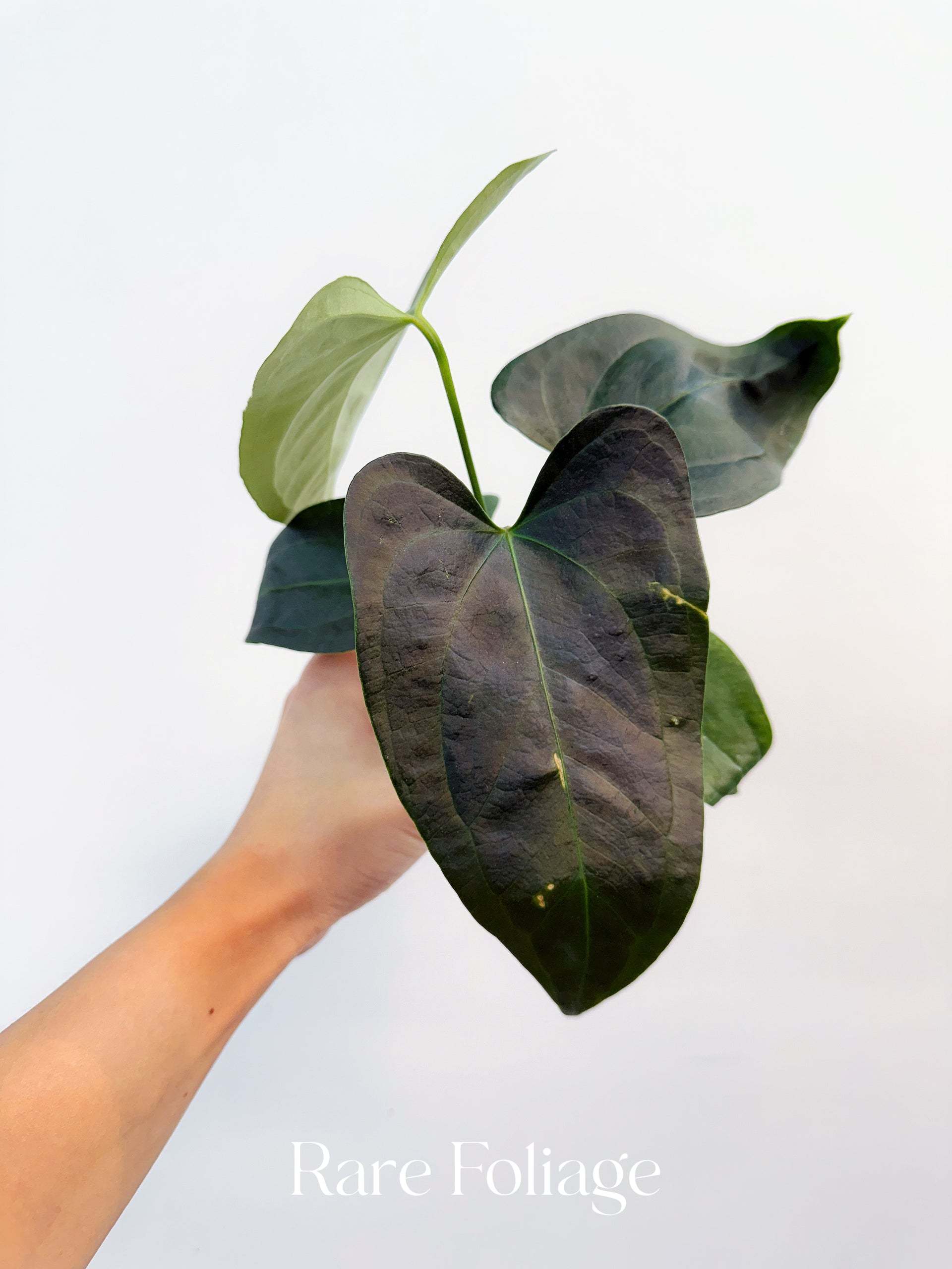 anthurium sp napo super narrow Anthurium Sp Napo 4"