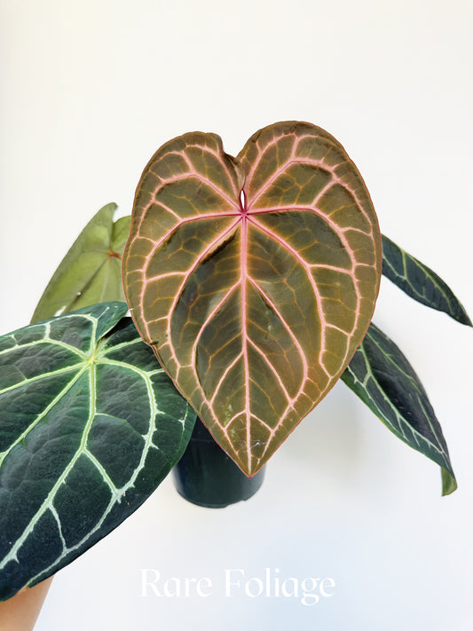 Anthurium Mem Tim Anderson x (Zara x Michelle) x Red Crystallinum 6” XL