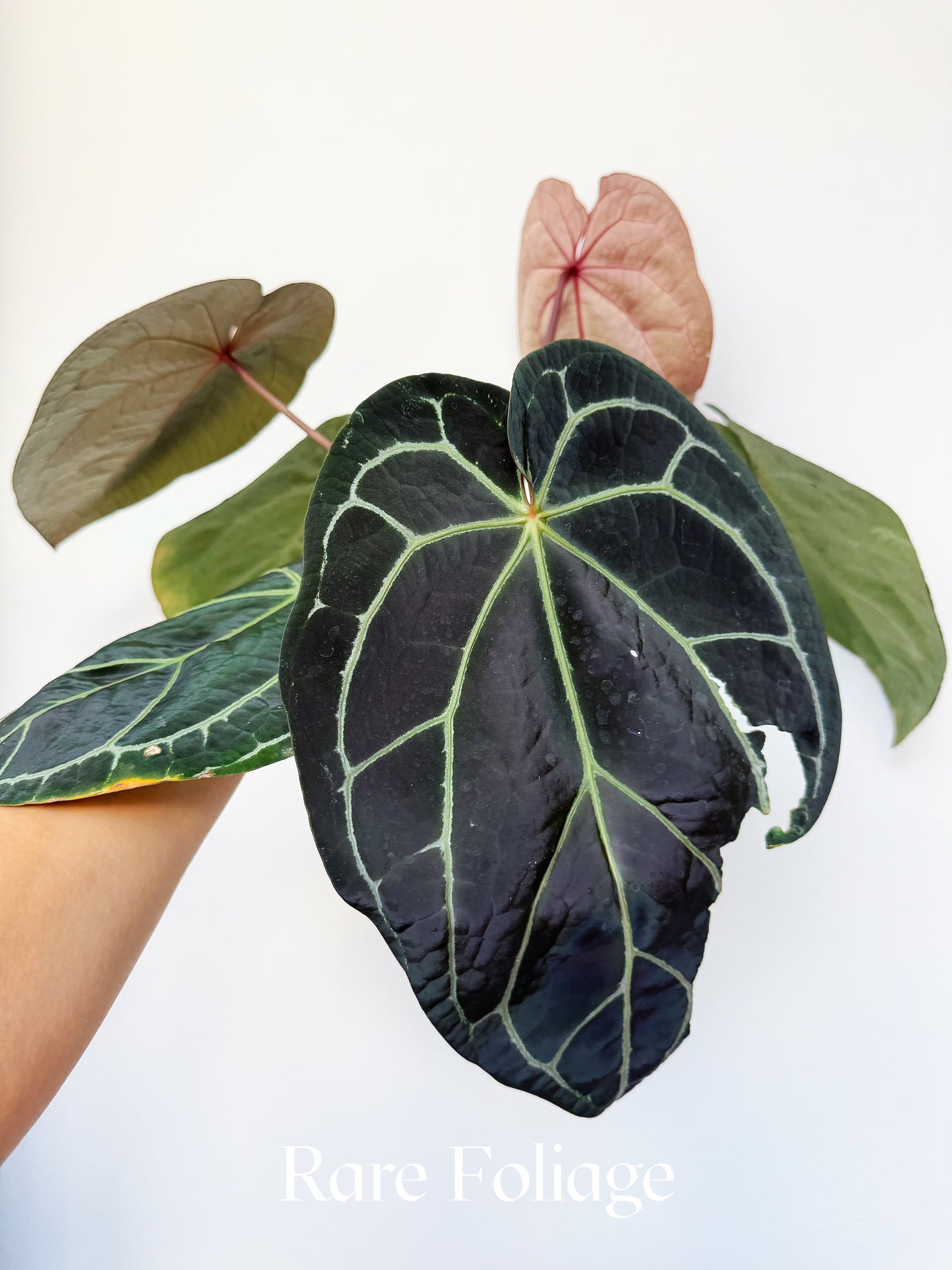 Anthurium Mem Tim Anderson x (Zara x Michelle) x Red Crystallinum 6” XL