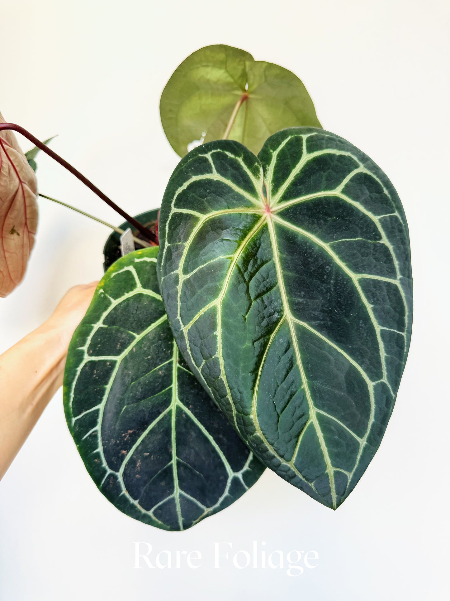Anthurium Mem Tim Anderson x (Zara x Michelle) x Red Crystallinum 6” XL