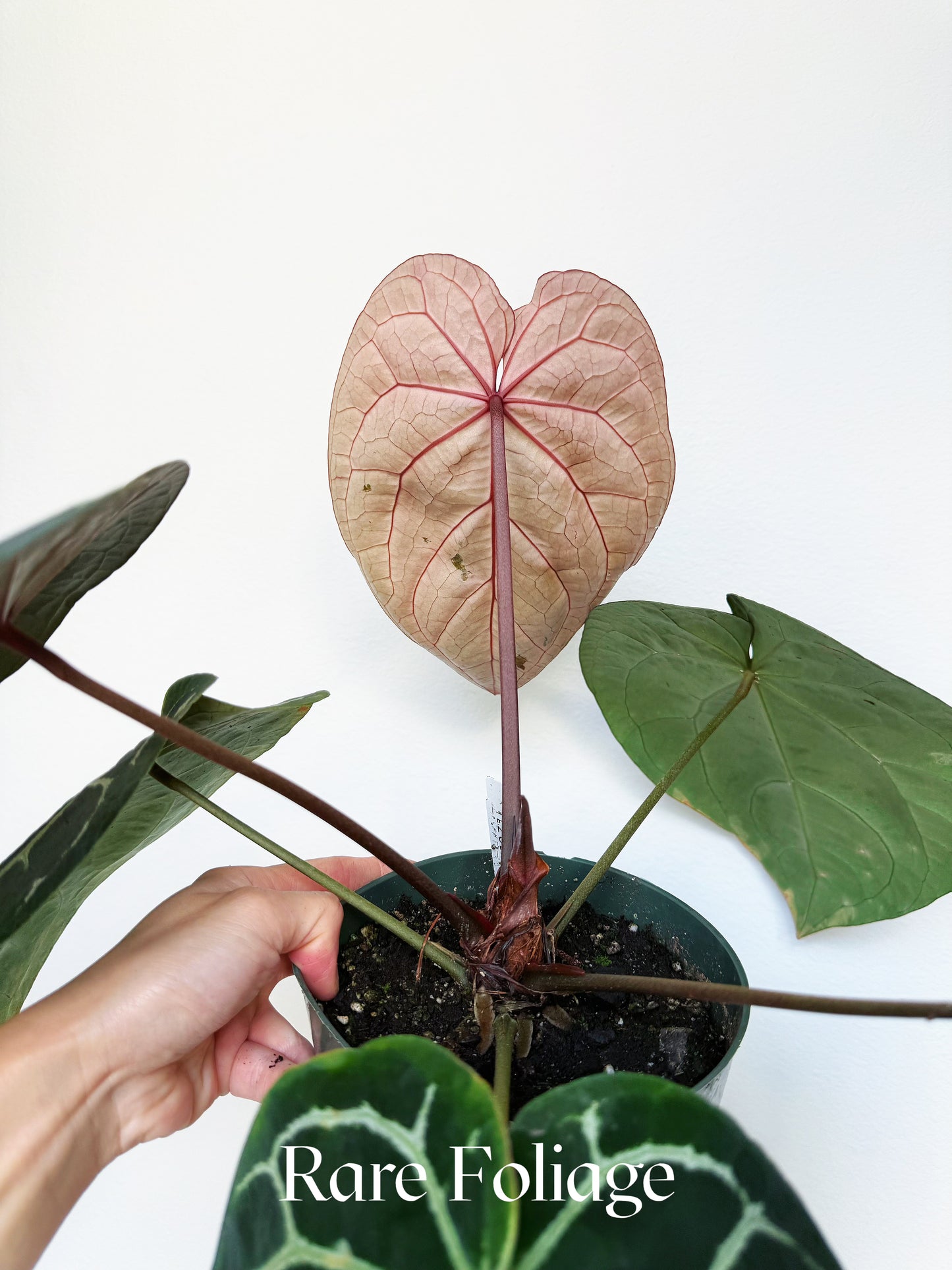 Anthurium Mem Tim Anderson x (Zara x Michelle) x Red Crystallinum 6” XL