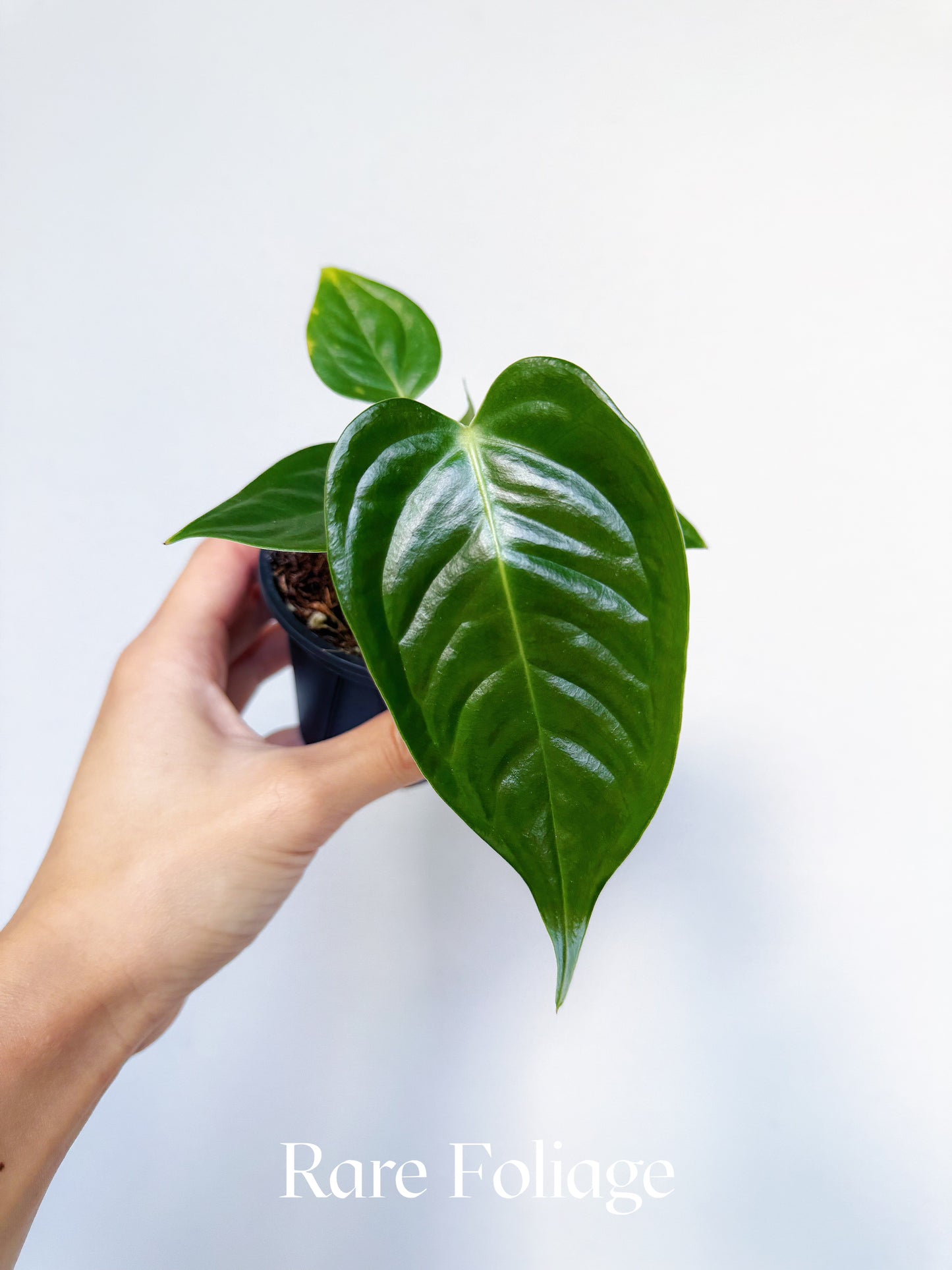 Anthurium Veitchii 3"
