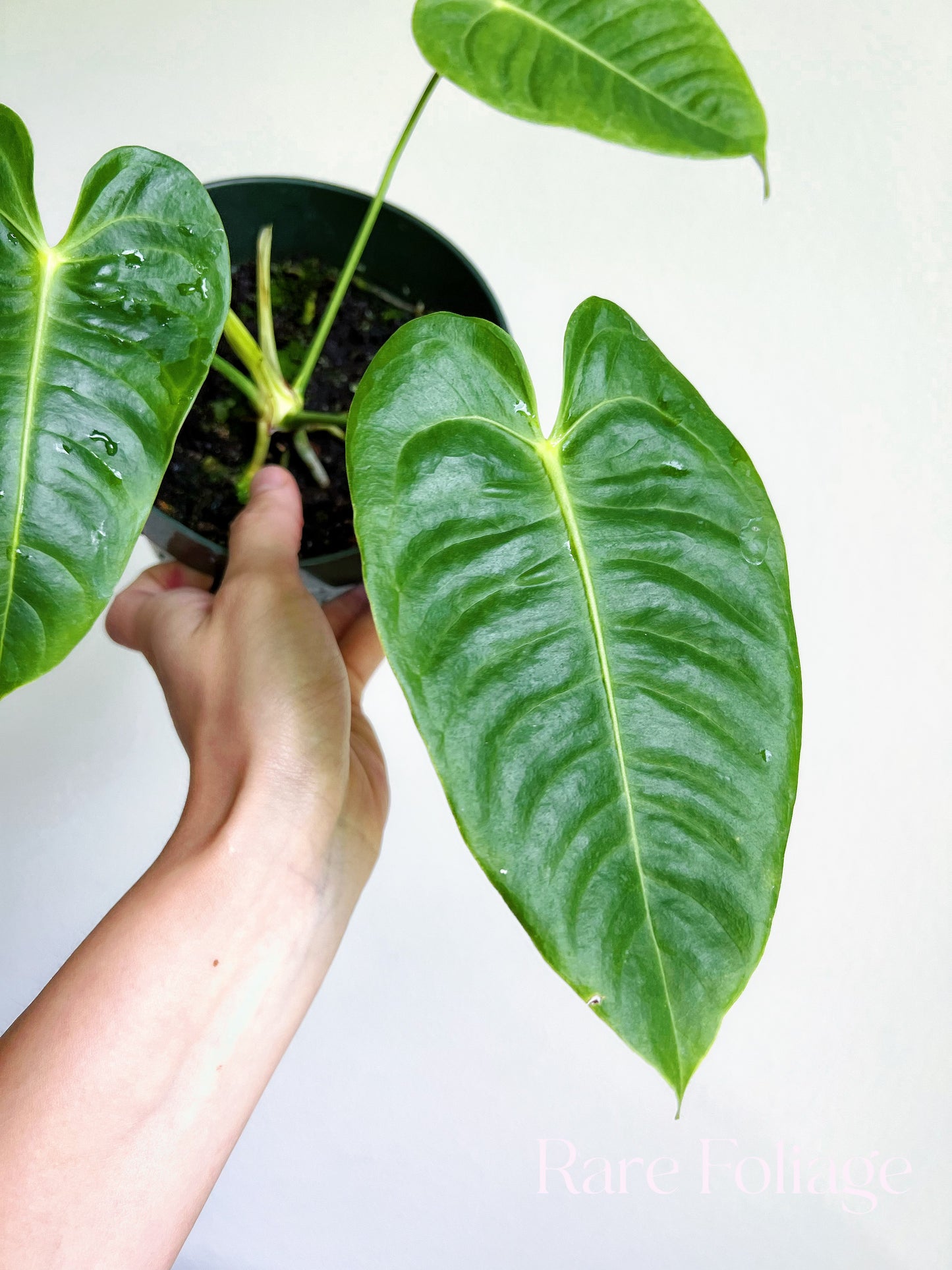 Anthurium Veitchii 6”