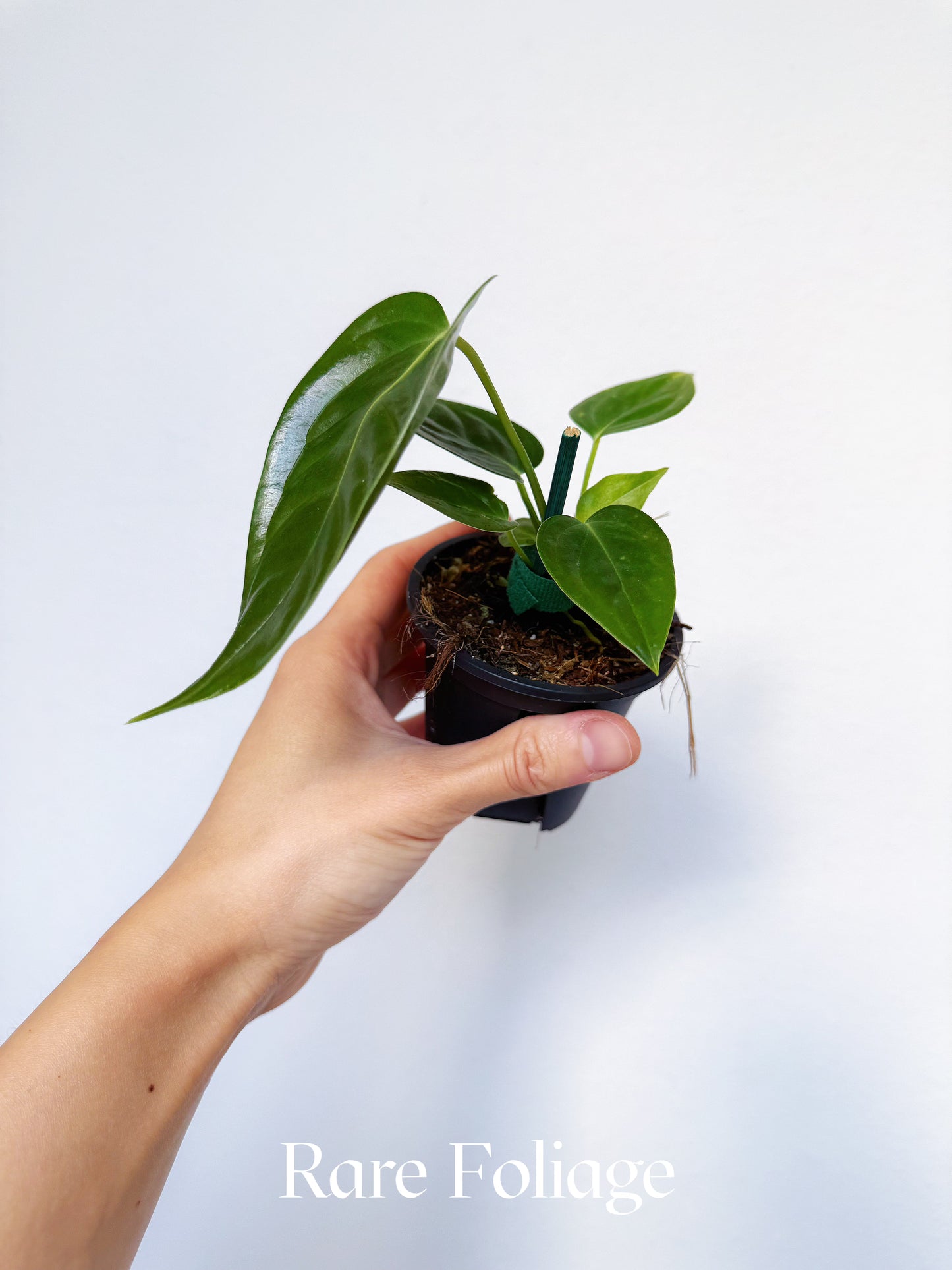 Anthurium Veitchii 3"
