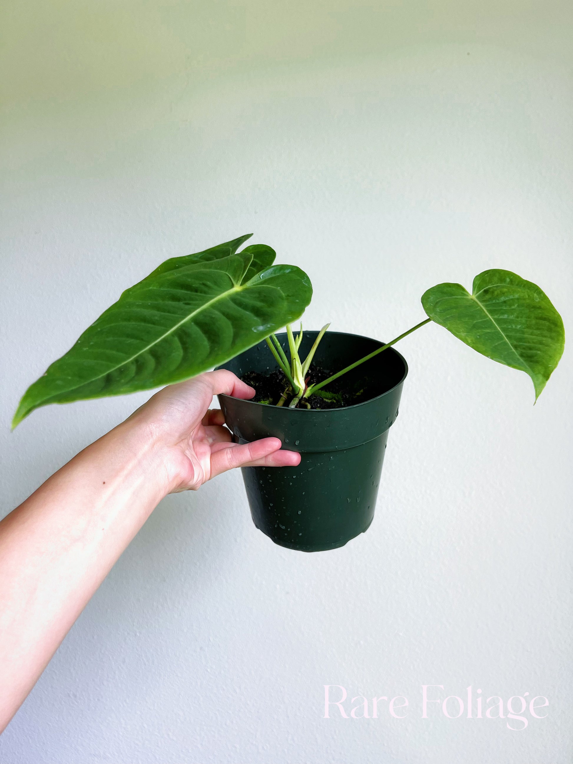 anthurium veitchii hybrid Anthurium Veitchii 4” – Rare Foliage Plant Co