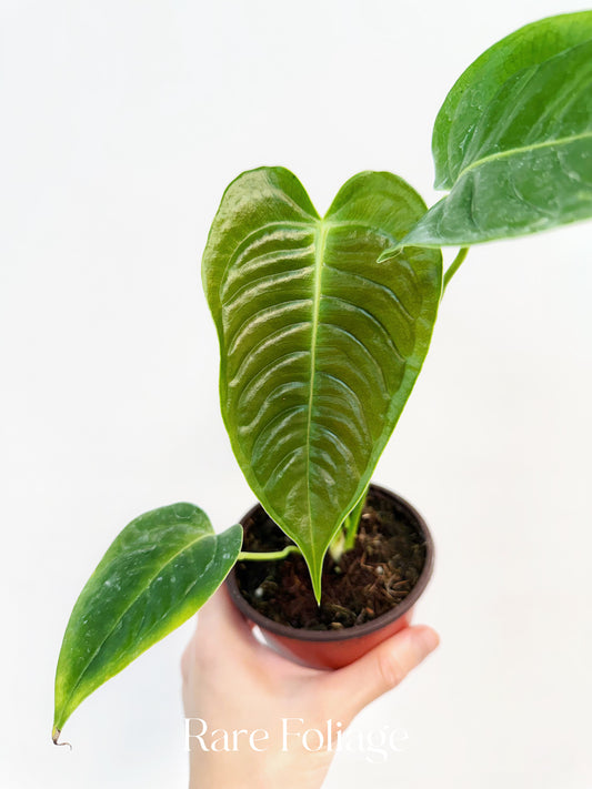 Anthurium Veitchii 4”