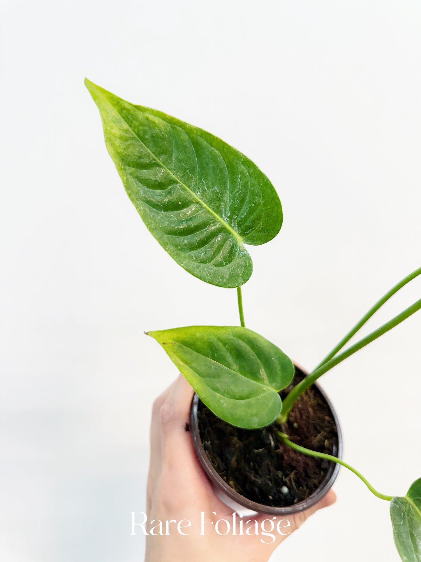 Anthurium Veitchii 4”