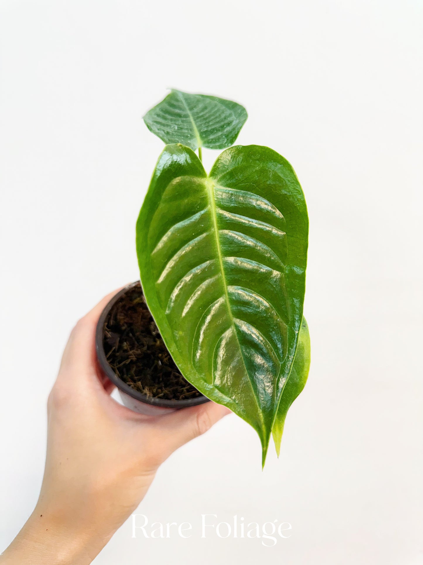 Anthurium Veitchii 4”