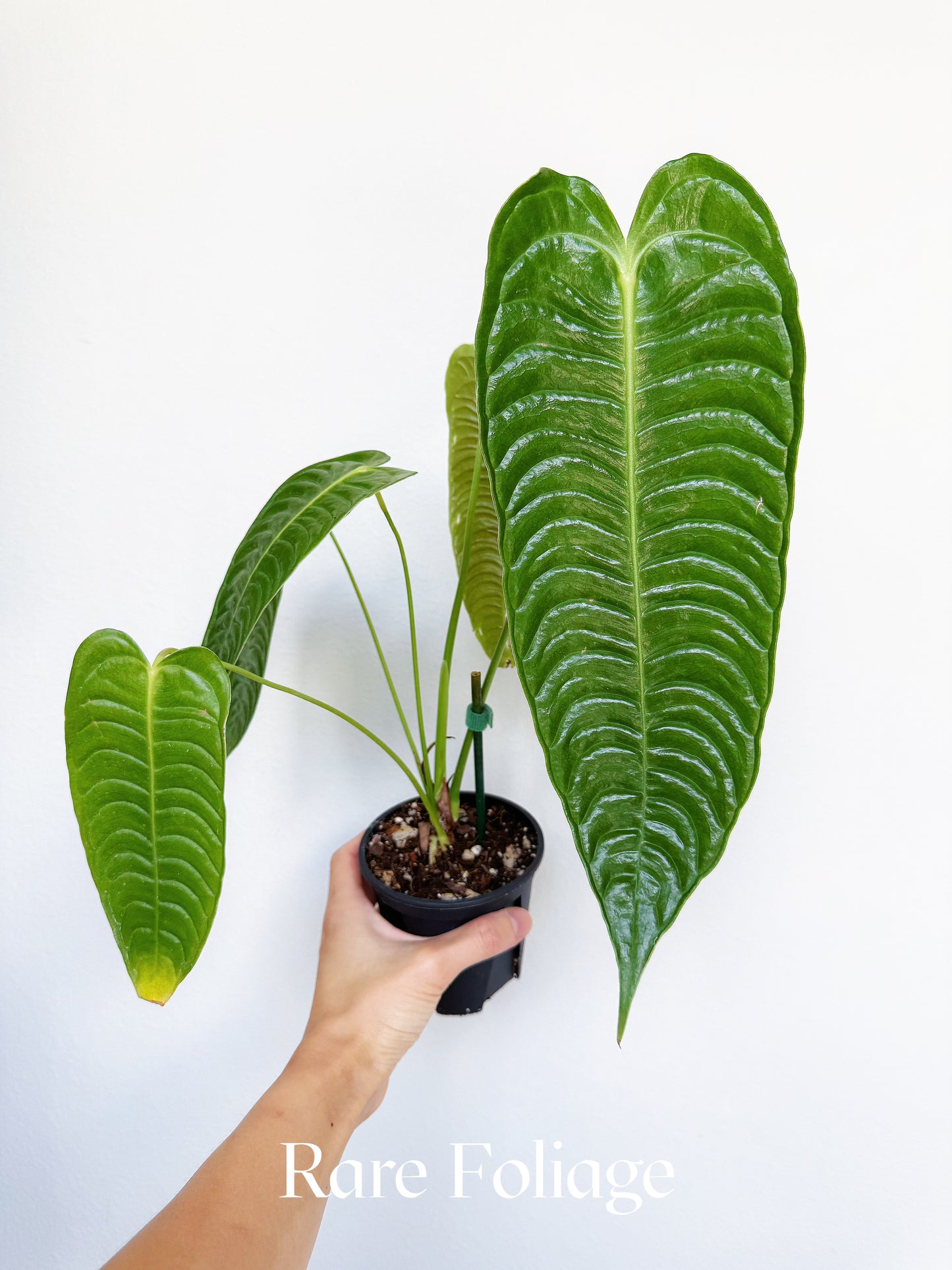 Anthurium Veitchii Narrow Form 4"