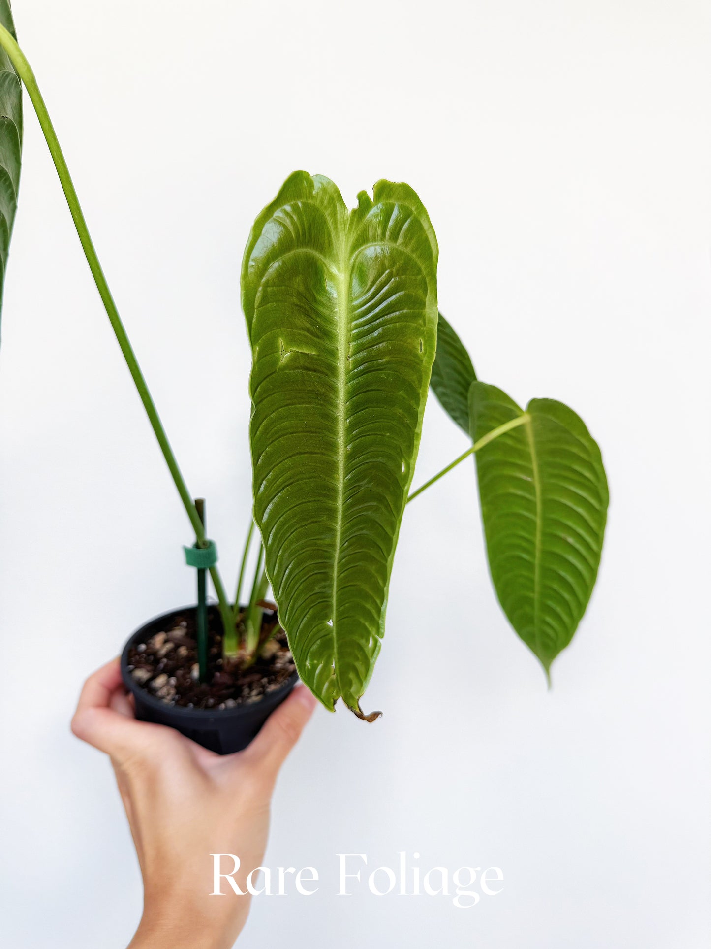 Anthurium Veitchii Narrow Form 4"